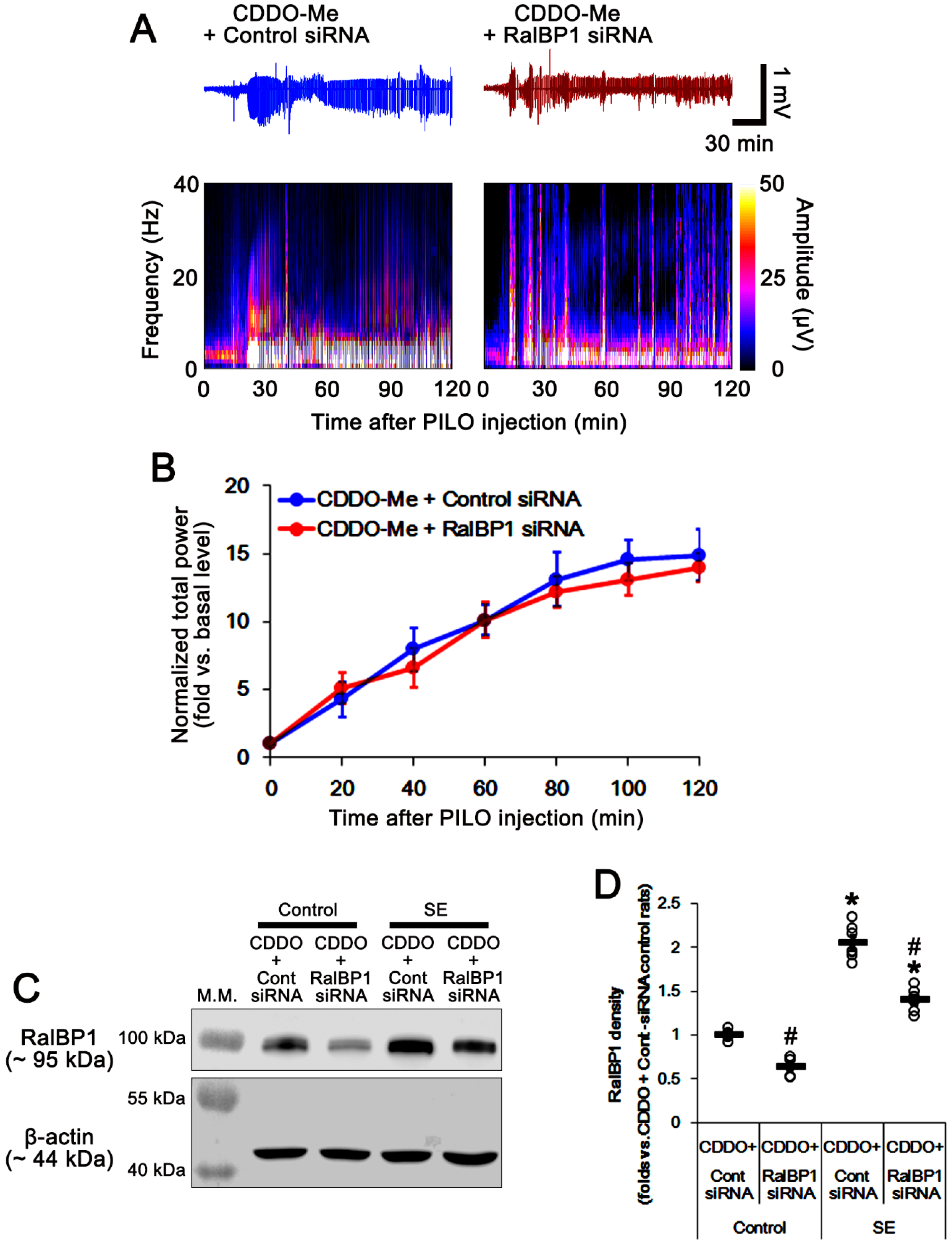 Antioxidants 11 00985 g006