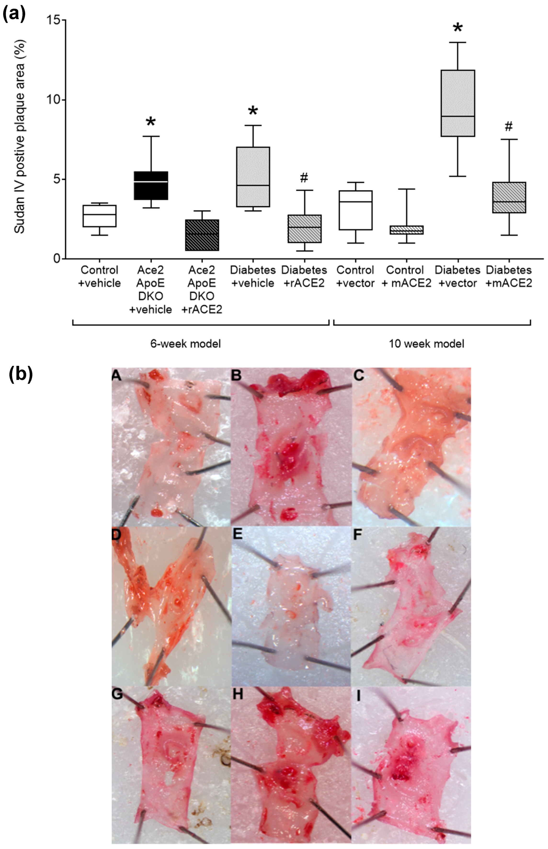 Antioxidants 11 00987 g001