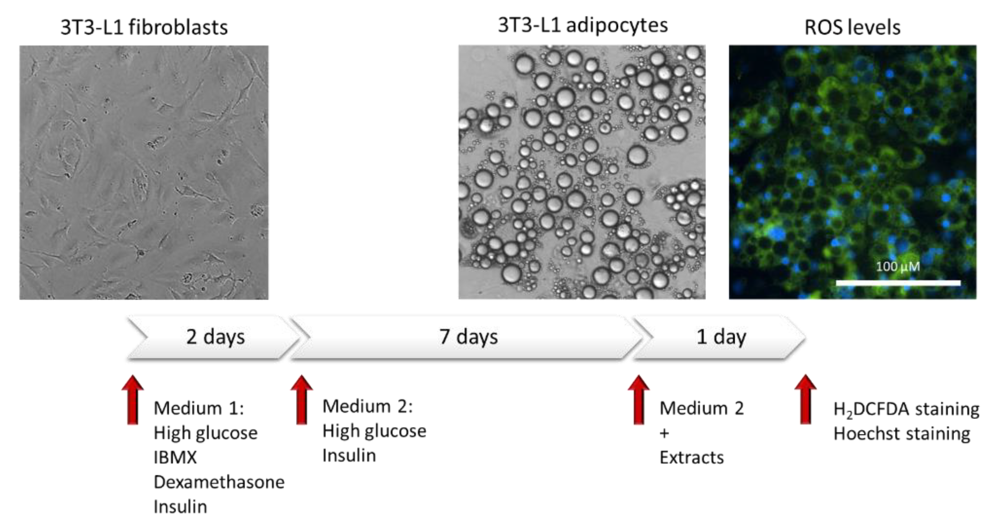 Antioxidants 11 00988 g001