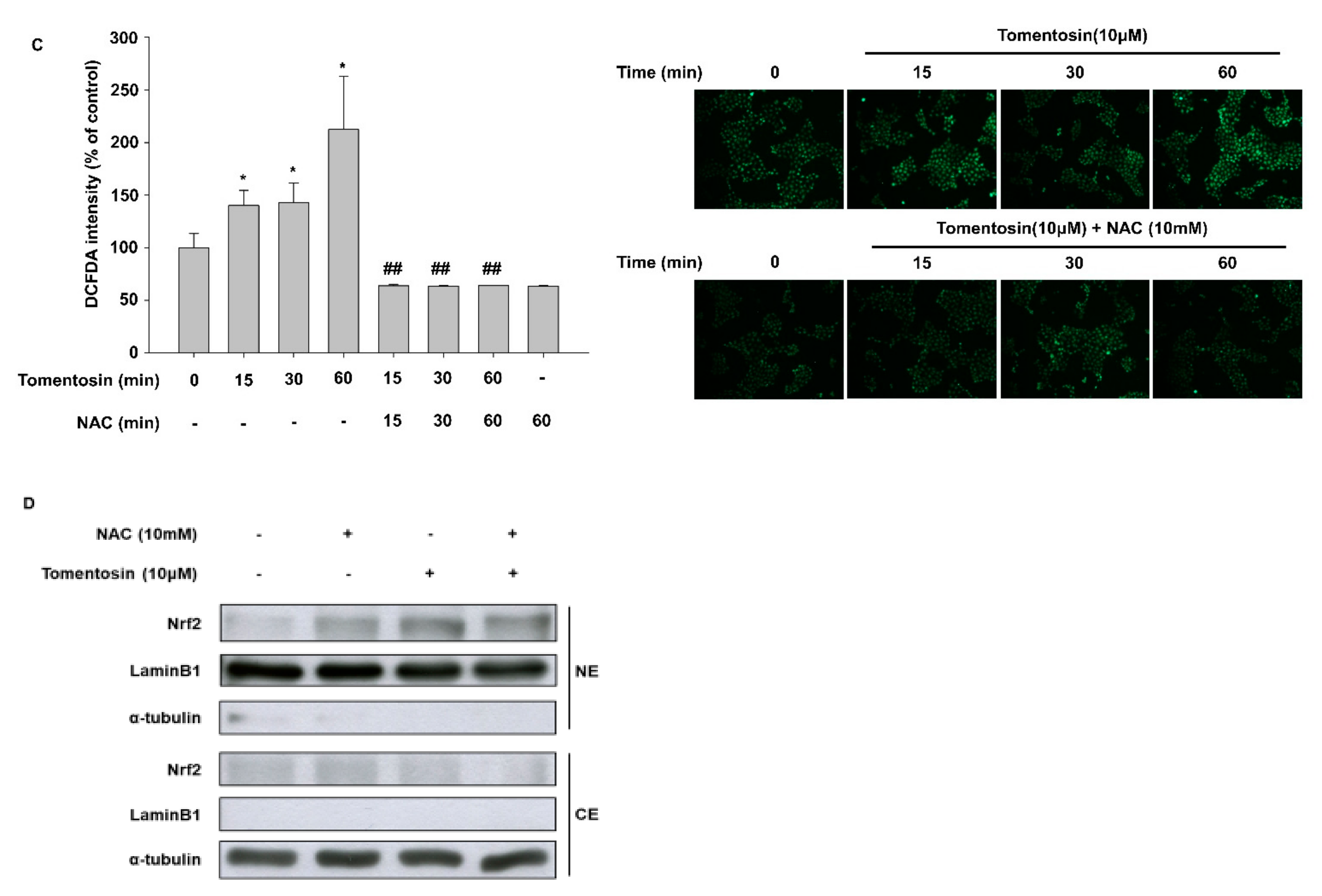 Antioxidants 11 00990 g004b