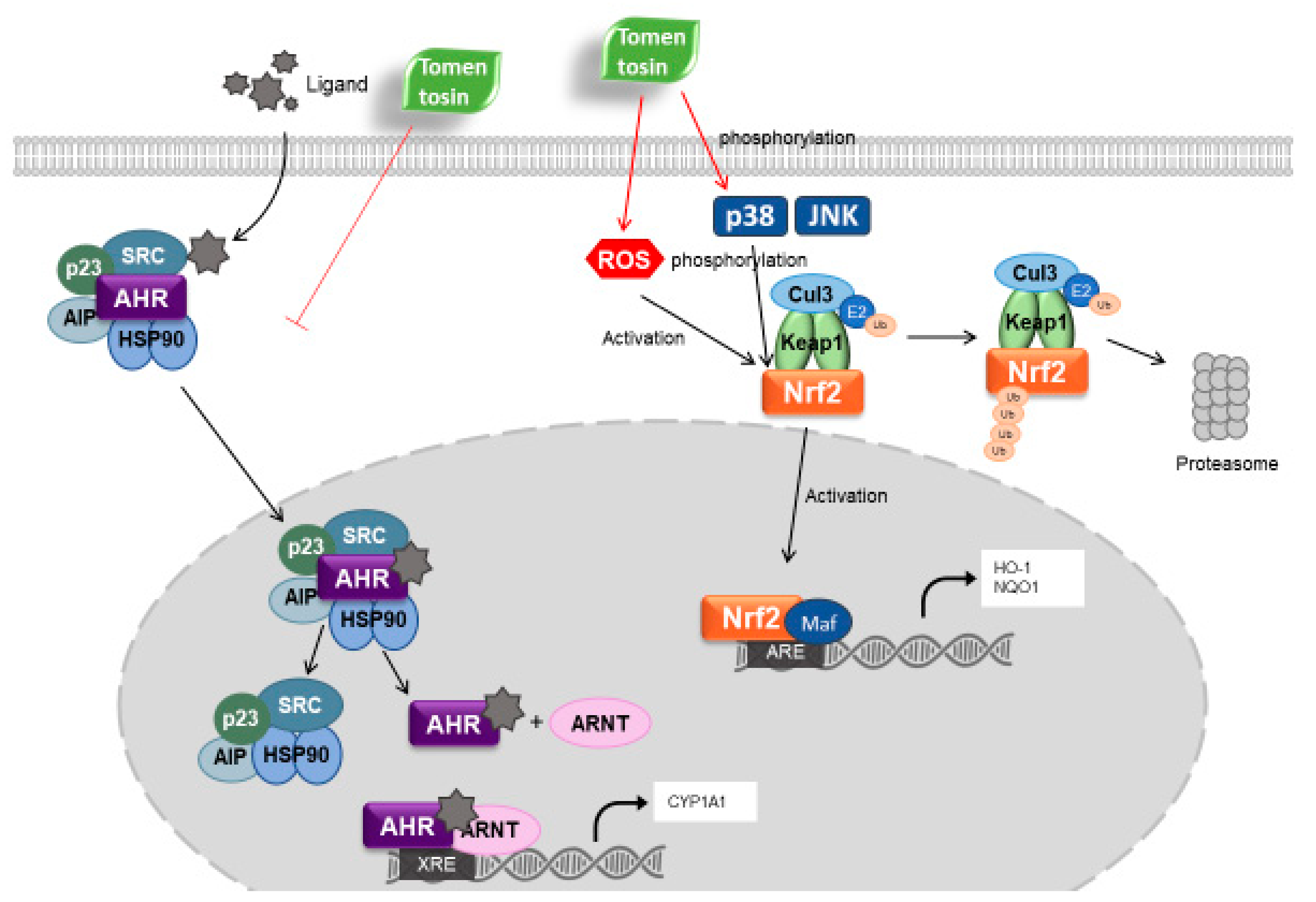 Antioxidants 11 00990 g007