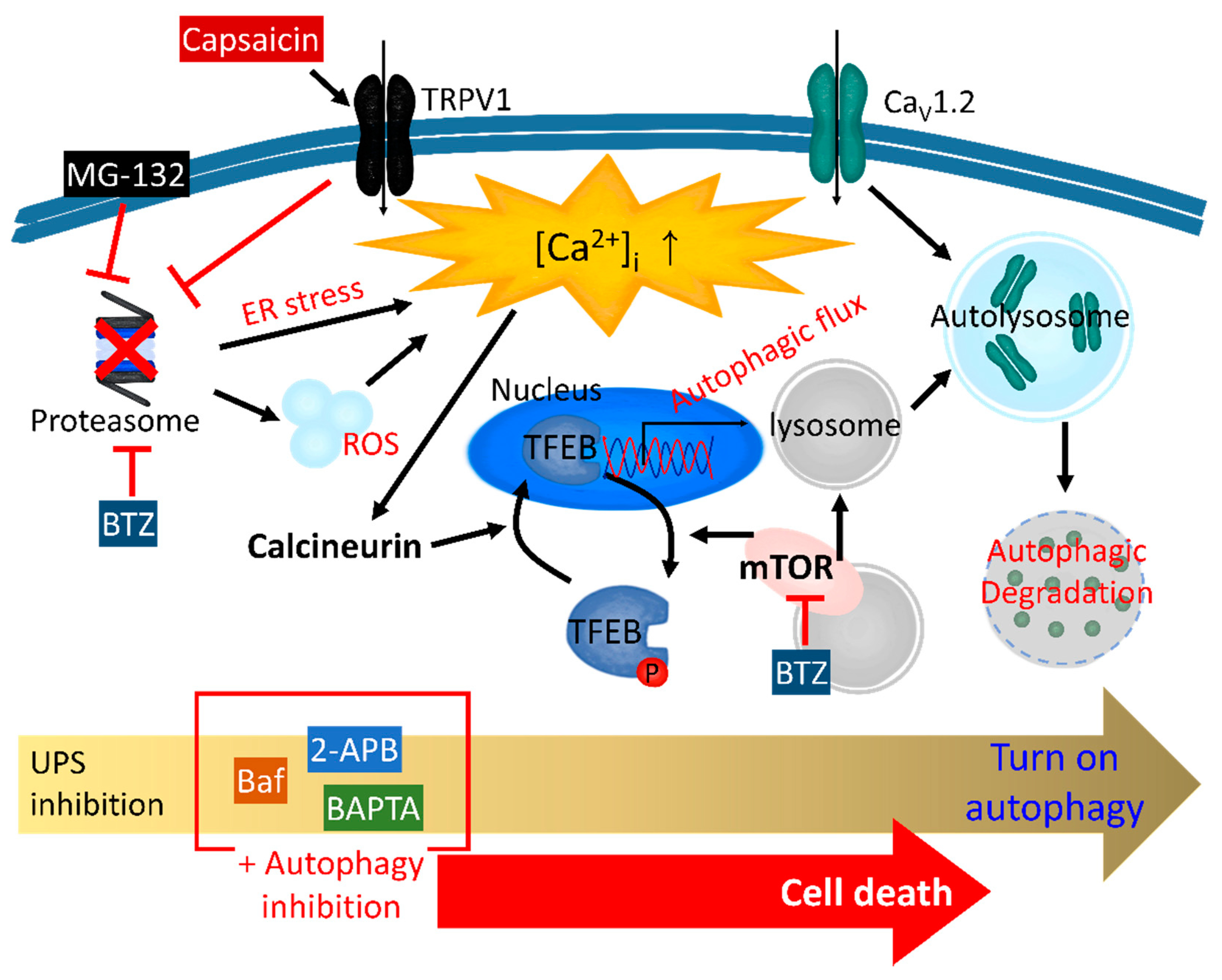Antioxidants 11 00997 g001 Antioxidants 11 00997 g001