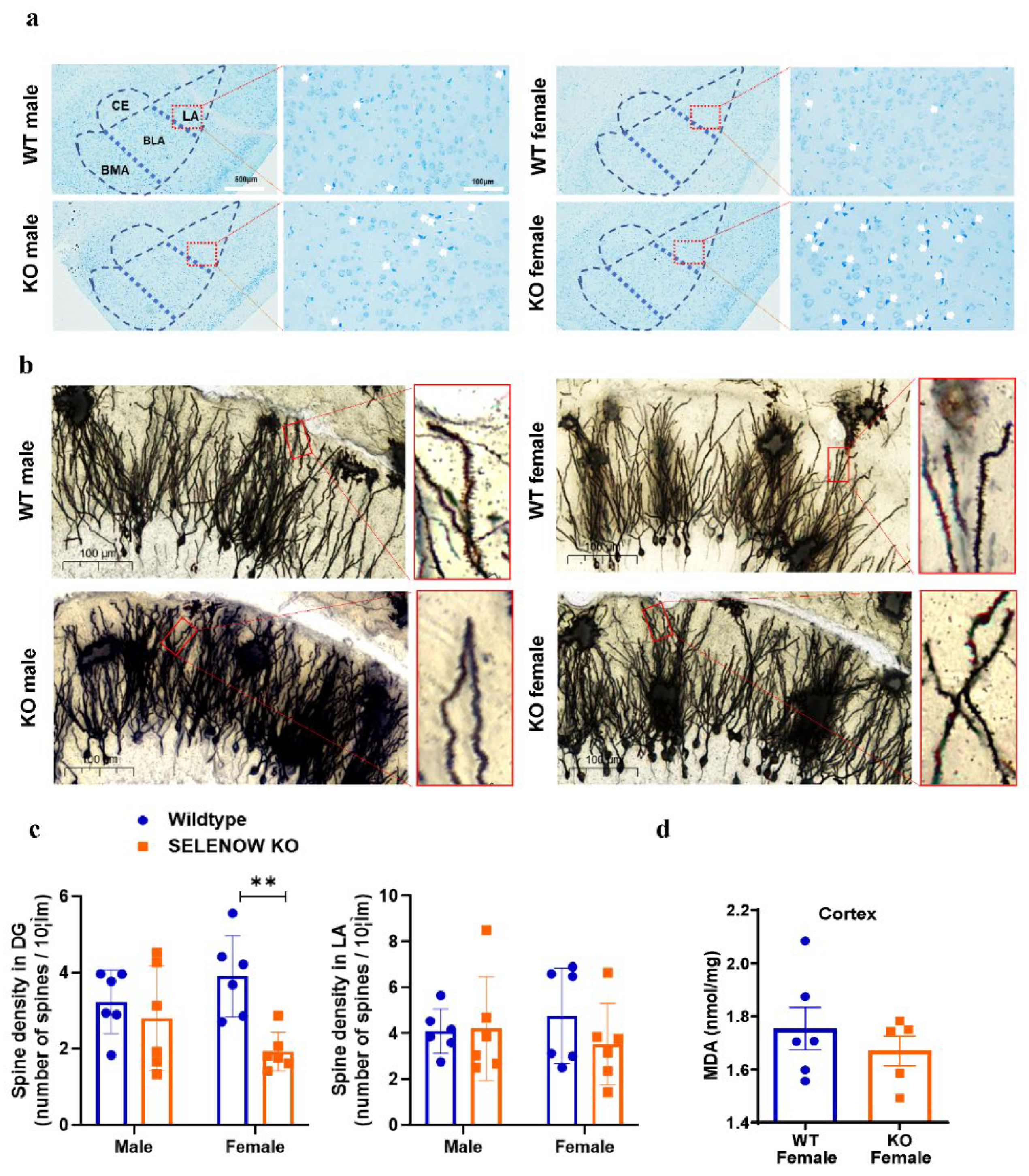 Antioxidants 11 00999 g003