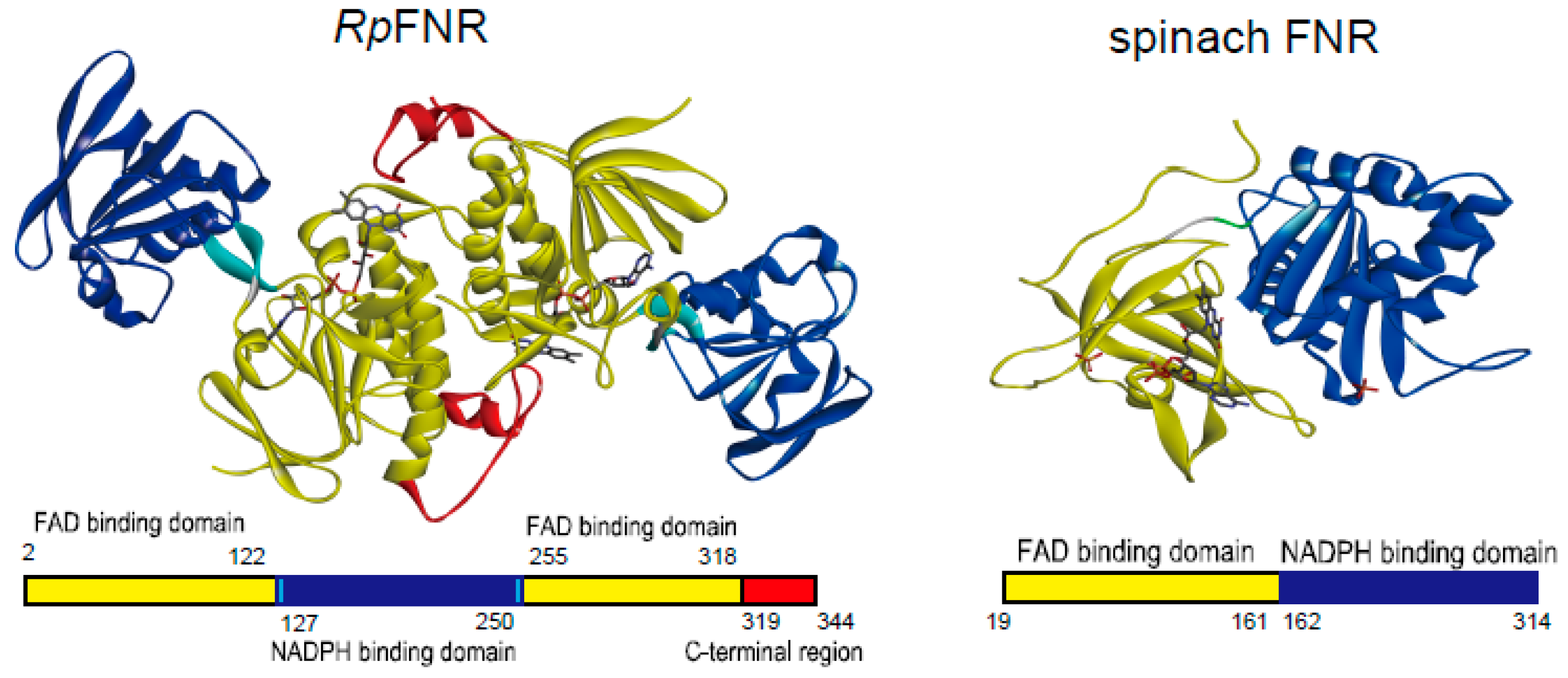 Antioxidants 11 01000 g001