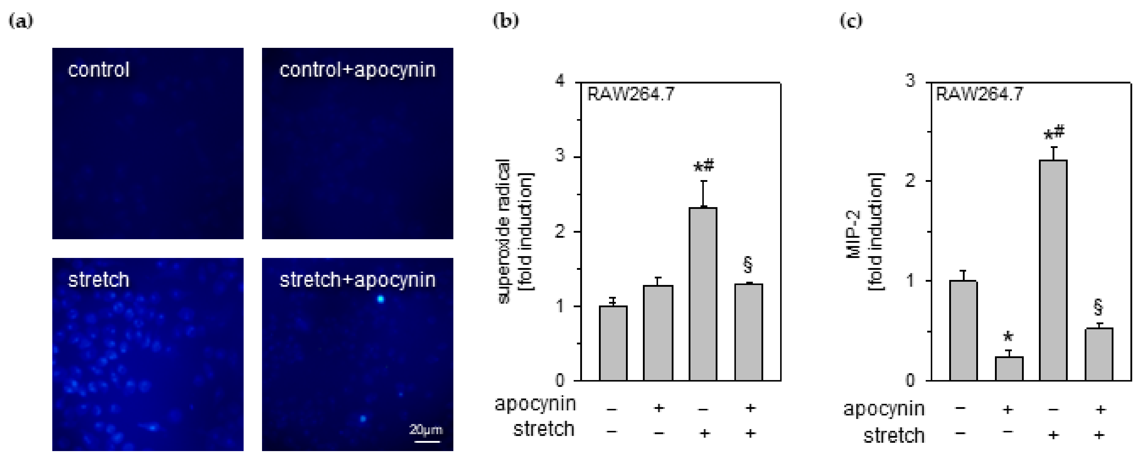 Antioxidants 11 01001 g003