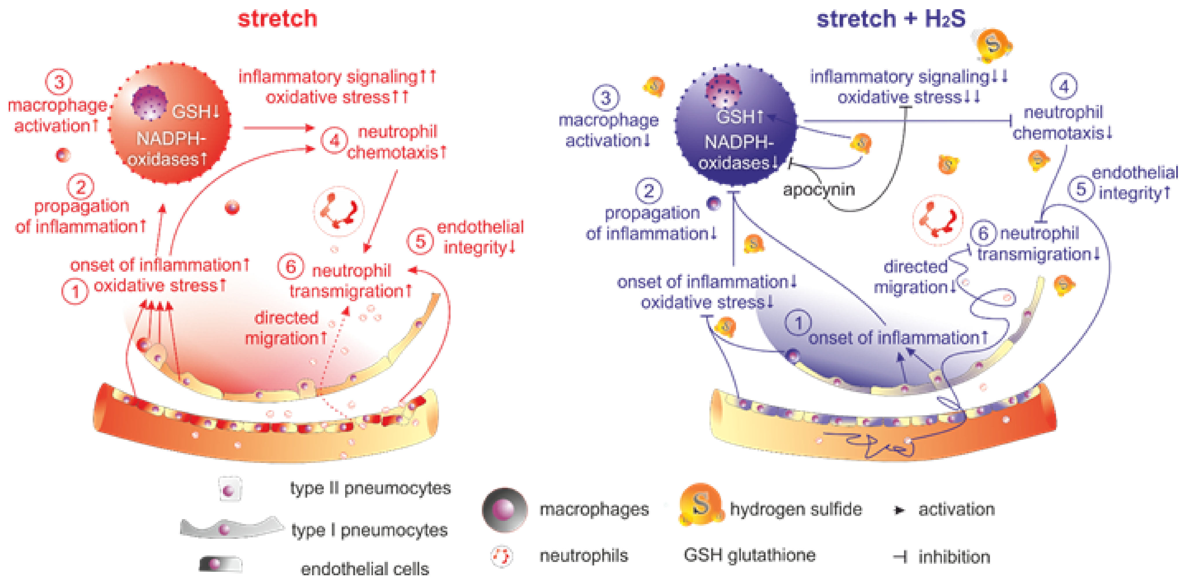 Antioxidants 11 01001 g007