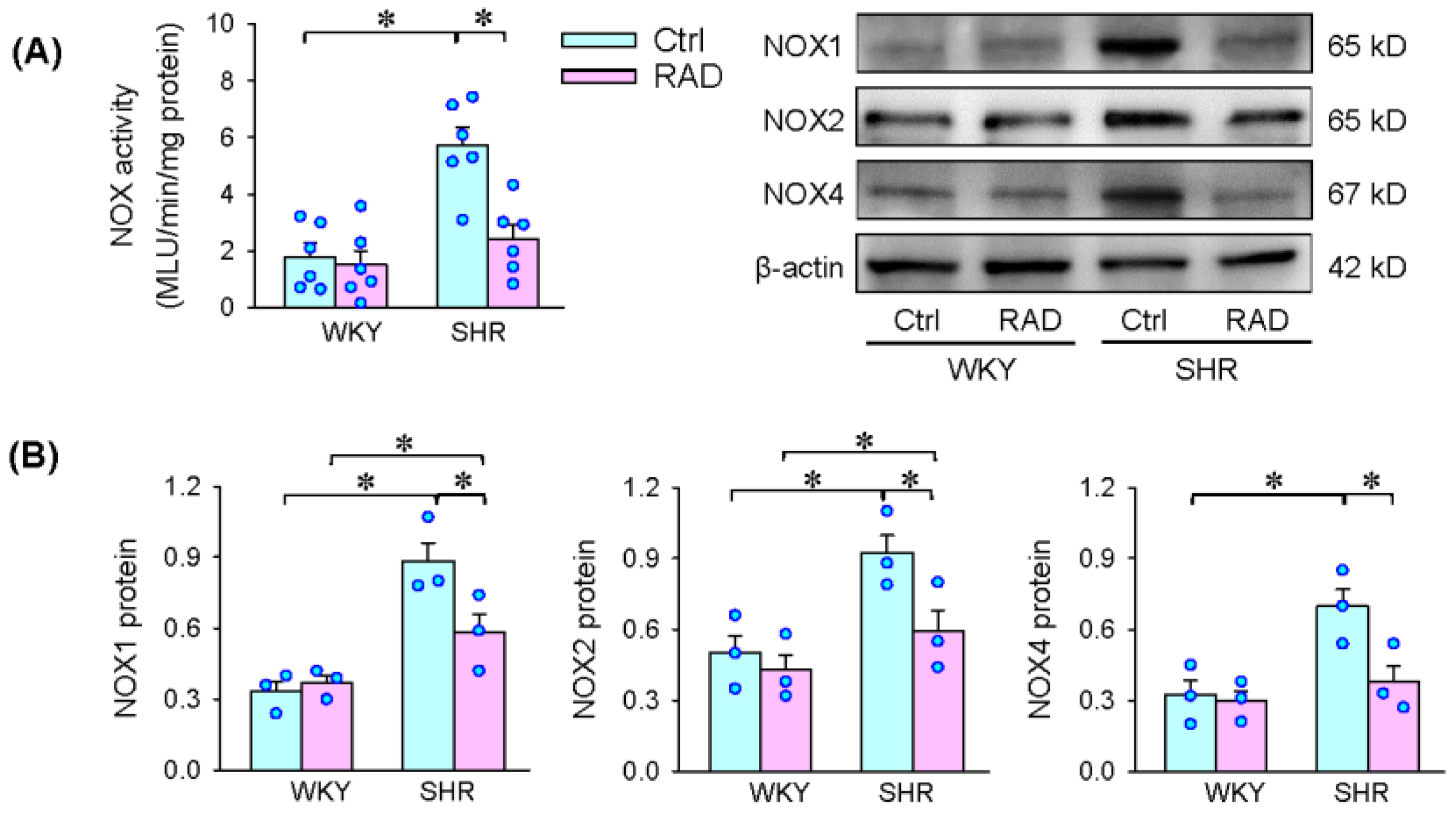 Antioxidants 11 01003 g005