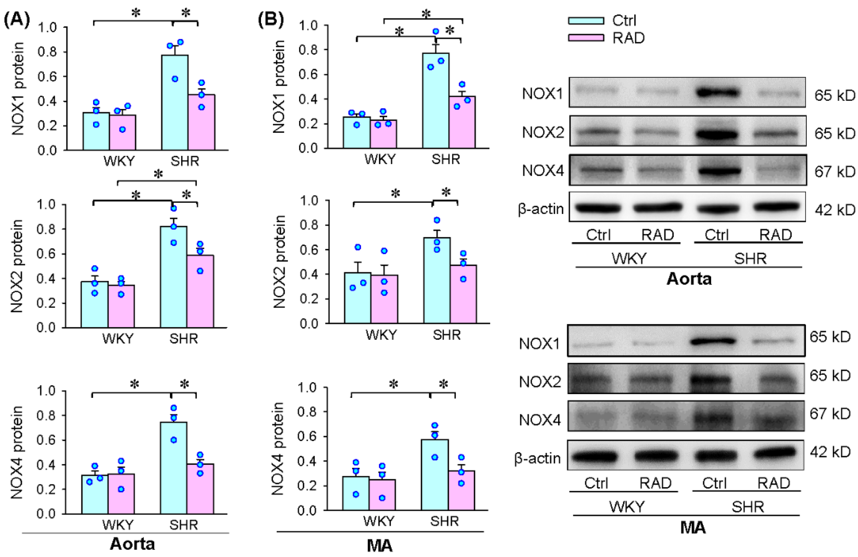 Antioxidants 11 01003 g007