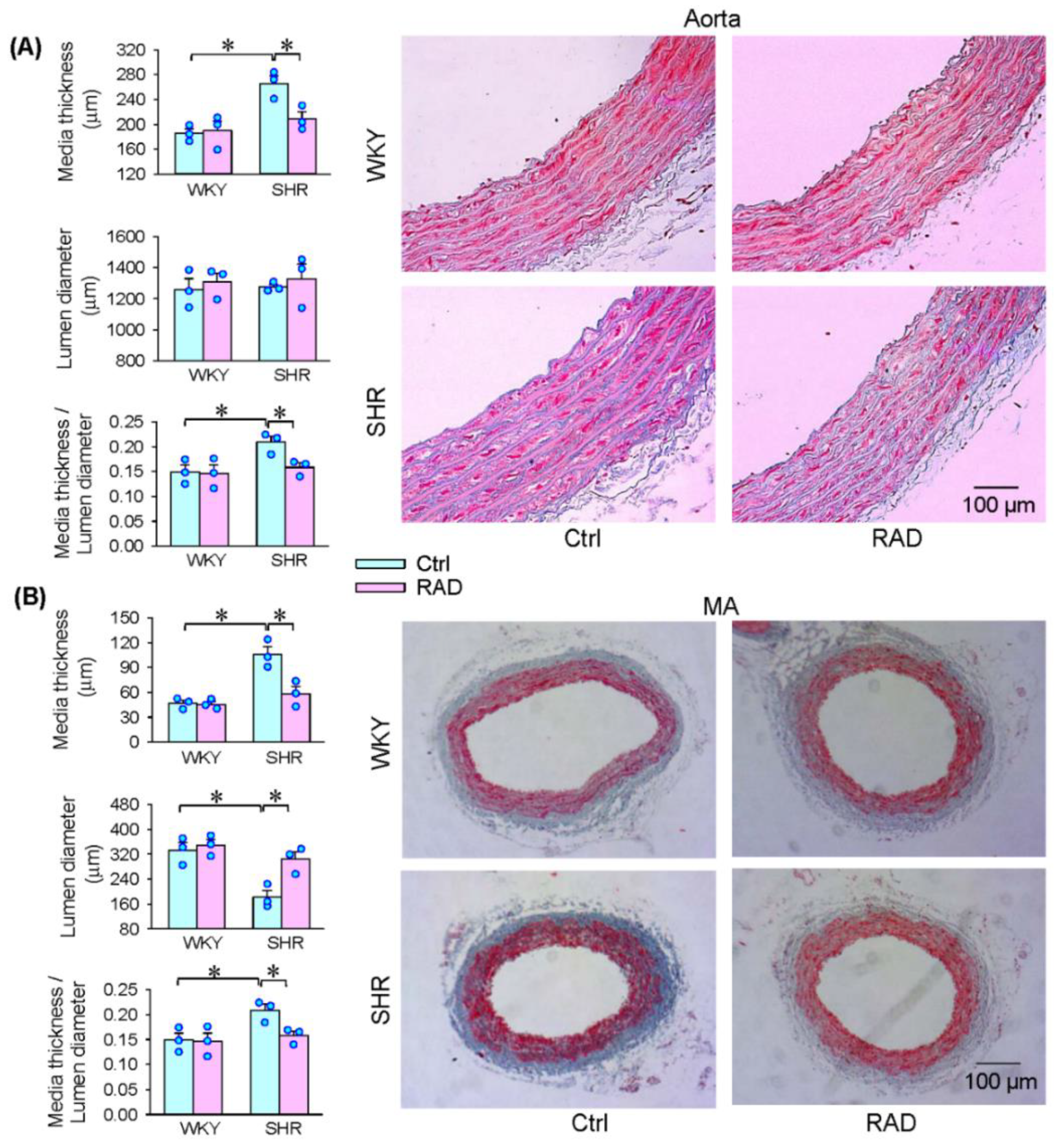 Antioxidants 11 01003 g008