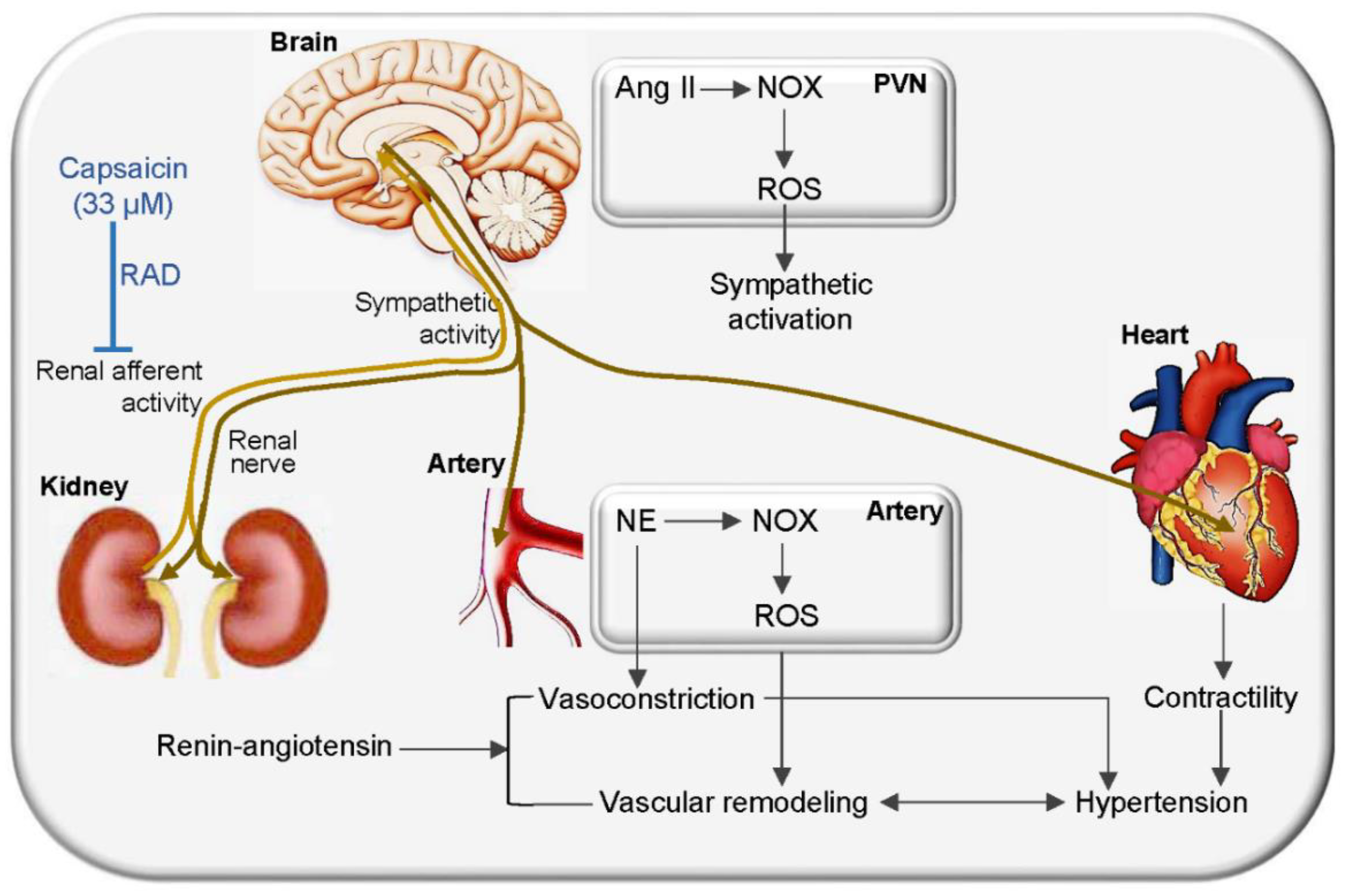 Antioxidants 11 01003 g010