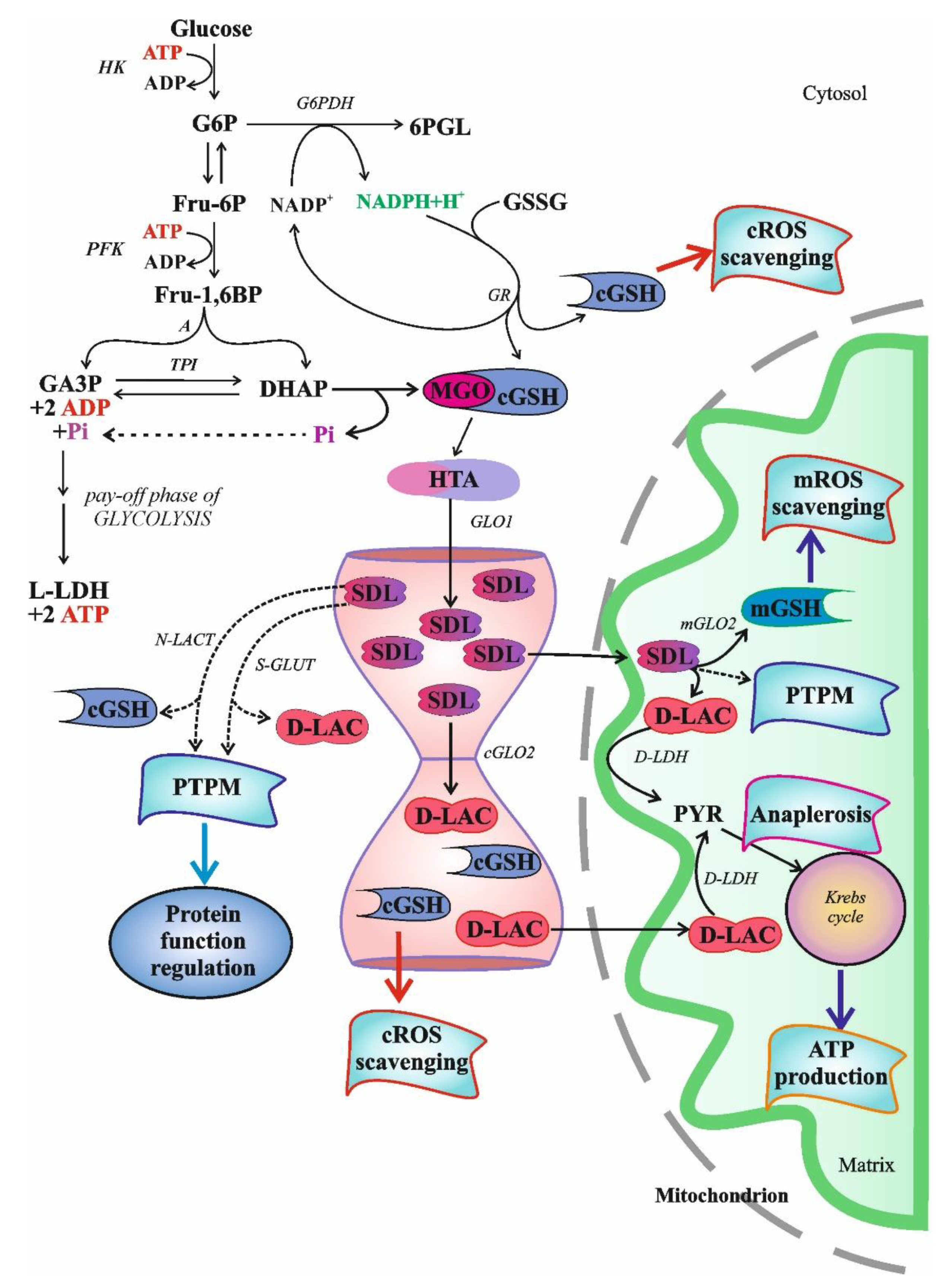 Antioxidants 11 01005 g001 Antioxidants 11 01005 g001