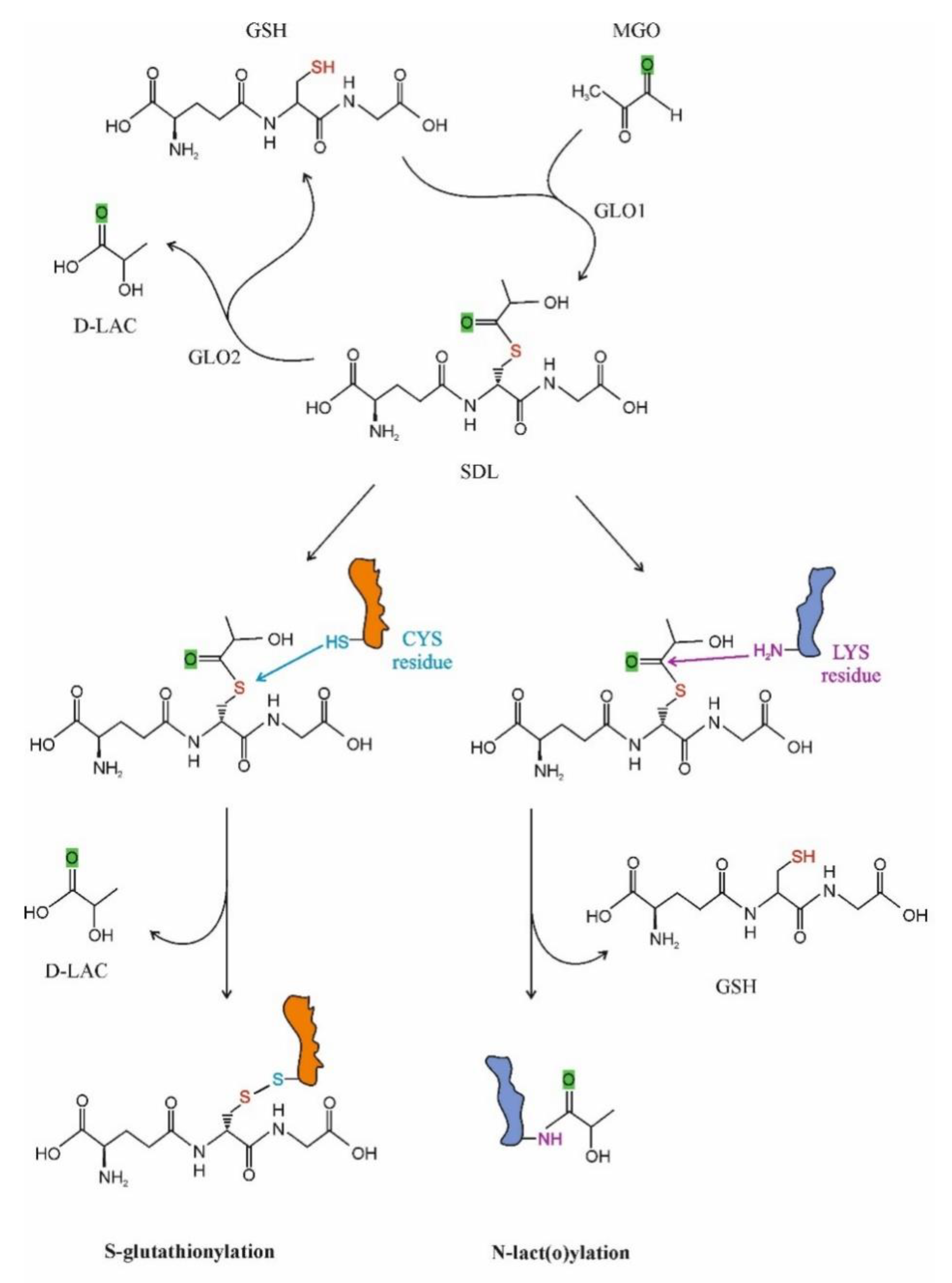 Antioxidants 11 01005 g002 Antioxidants 11 01005 g002