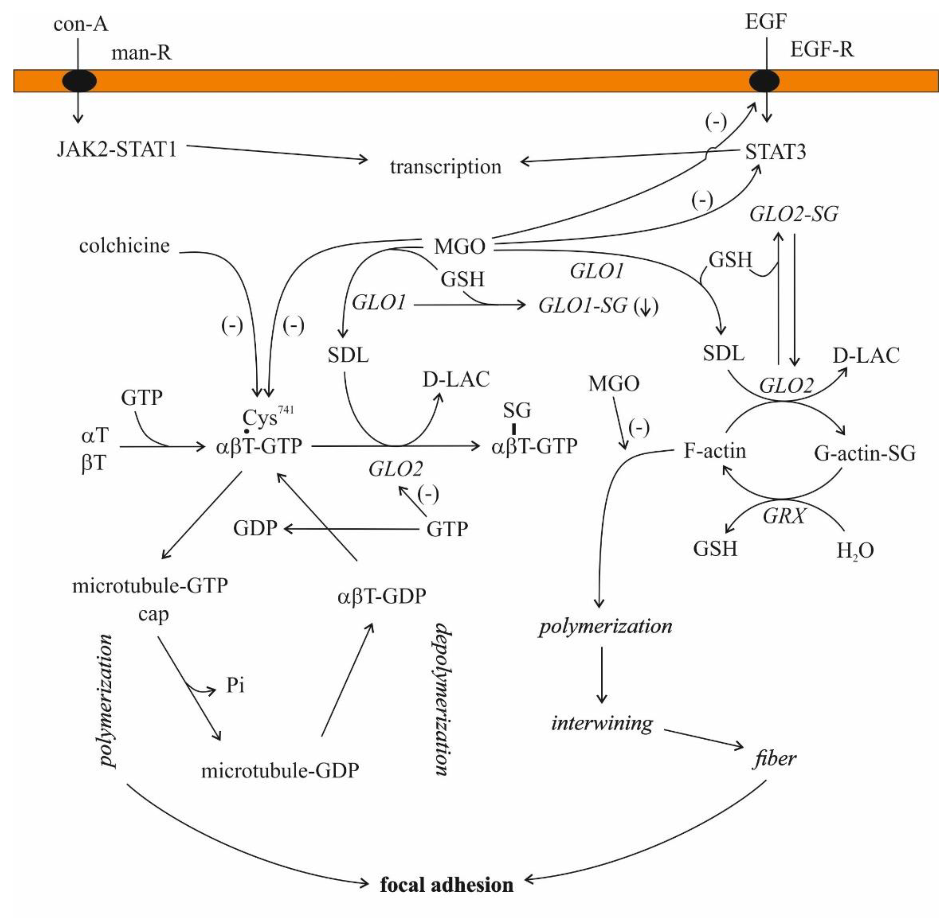 Antioxidants 11 01005 g004 Antioxidants 11 01005 g004