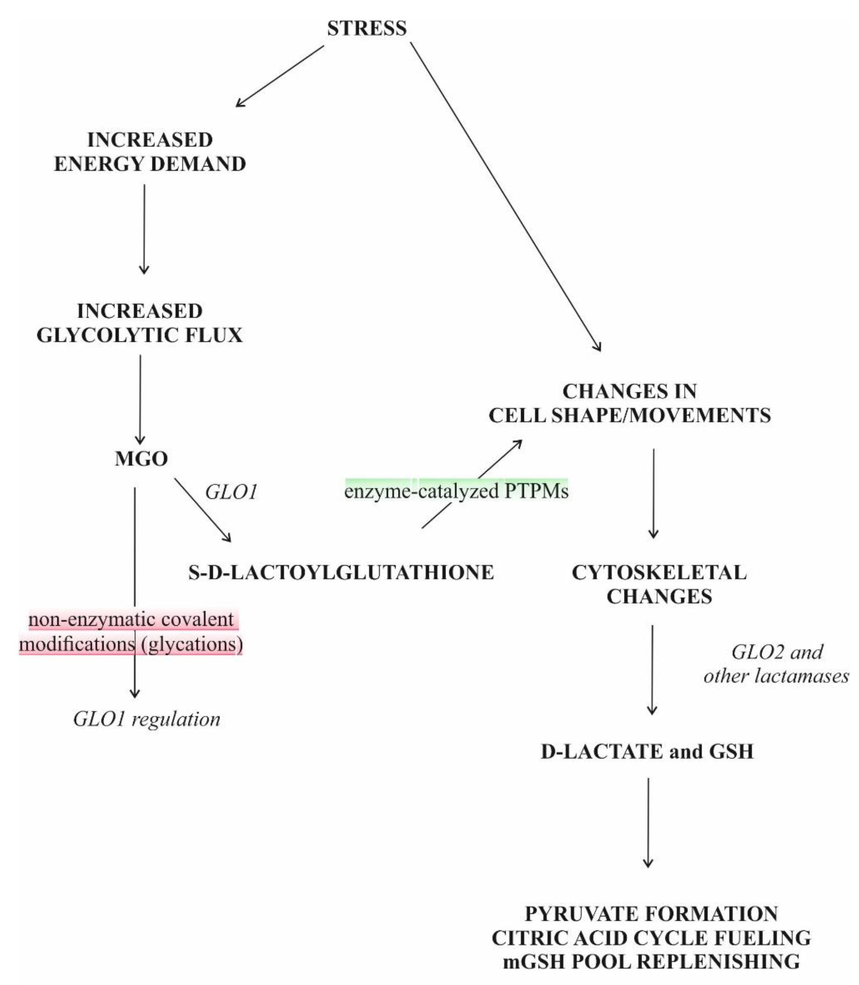 Antioxidants 11 01005 g006 Antioxidants 11 01005 g006