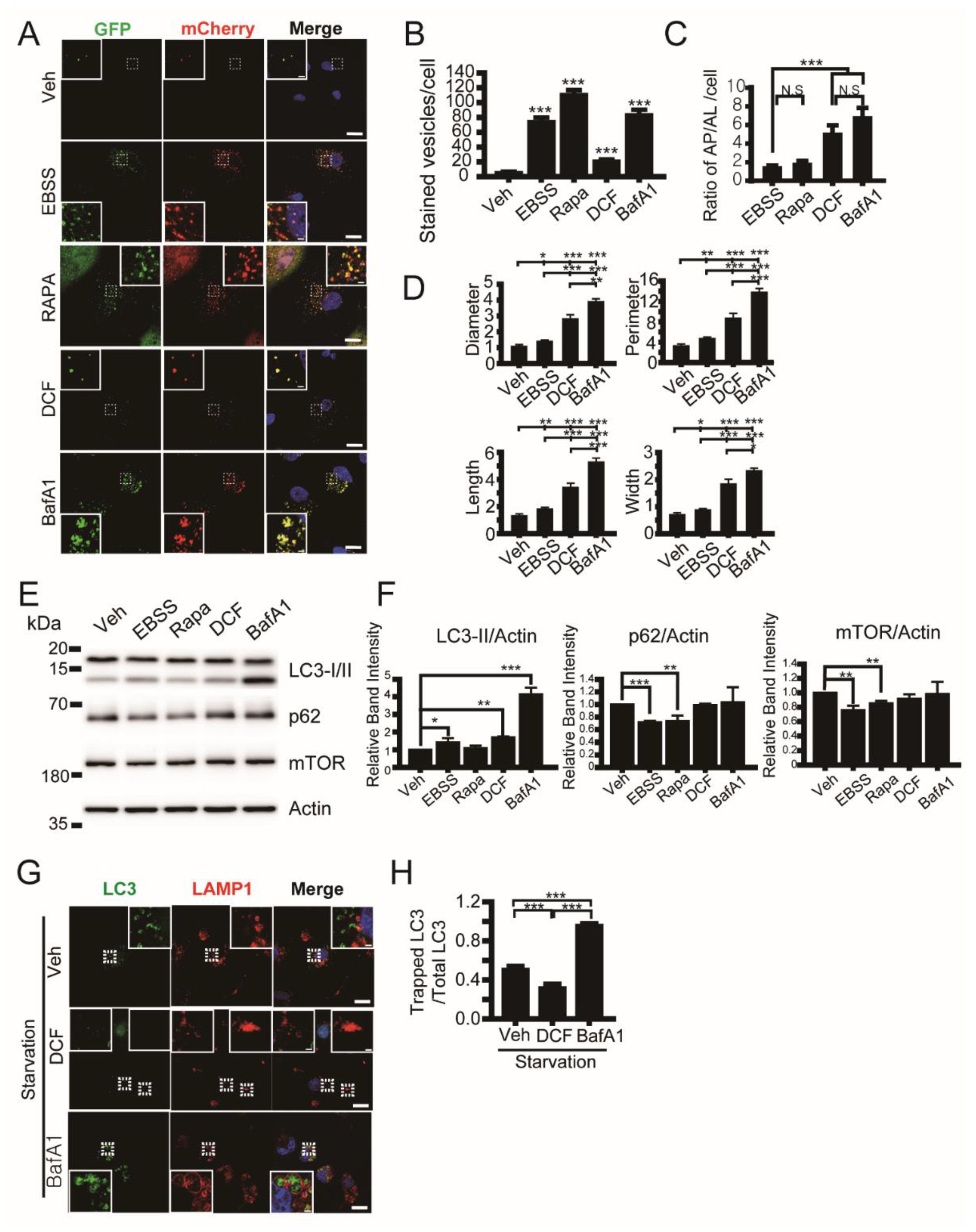 Antioxidants 11 01009 g003