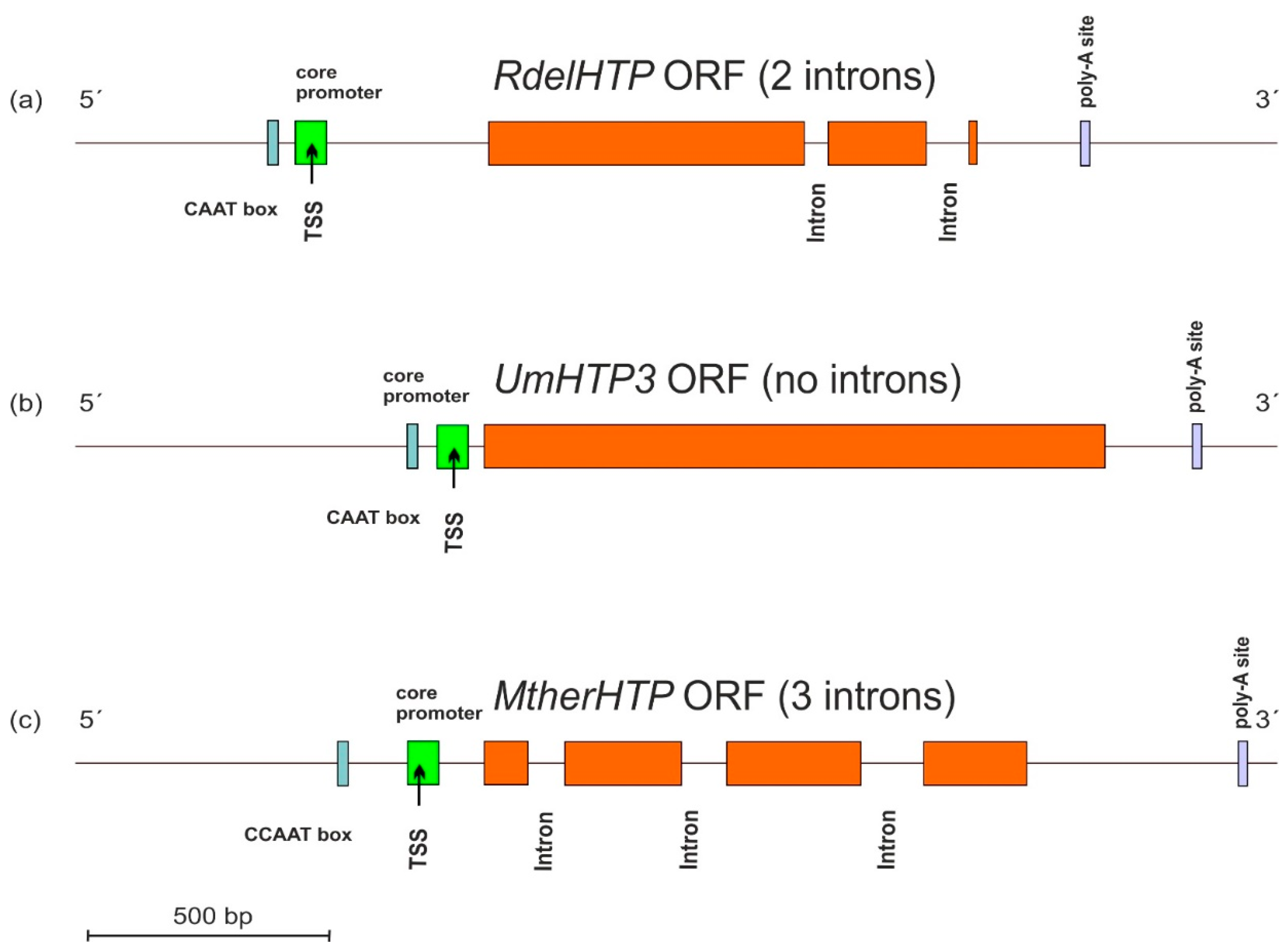 Antioxidants 11 01011 g003