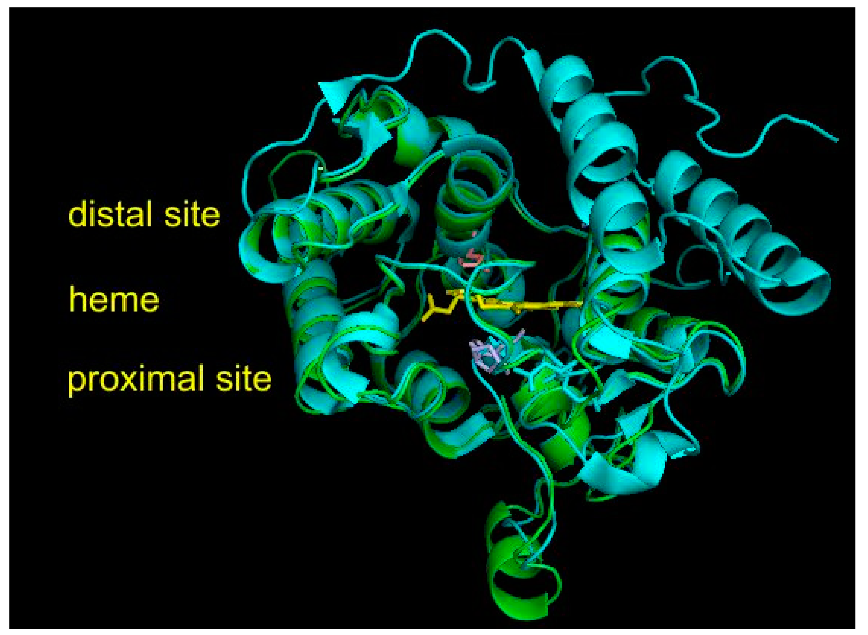 Antioxidants 11 01011 g005