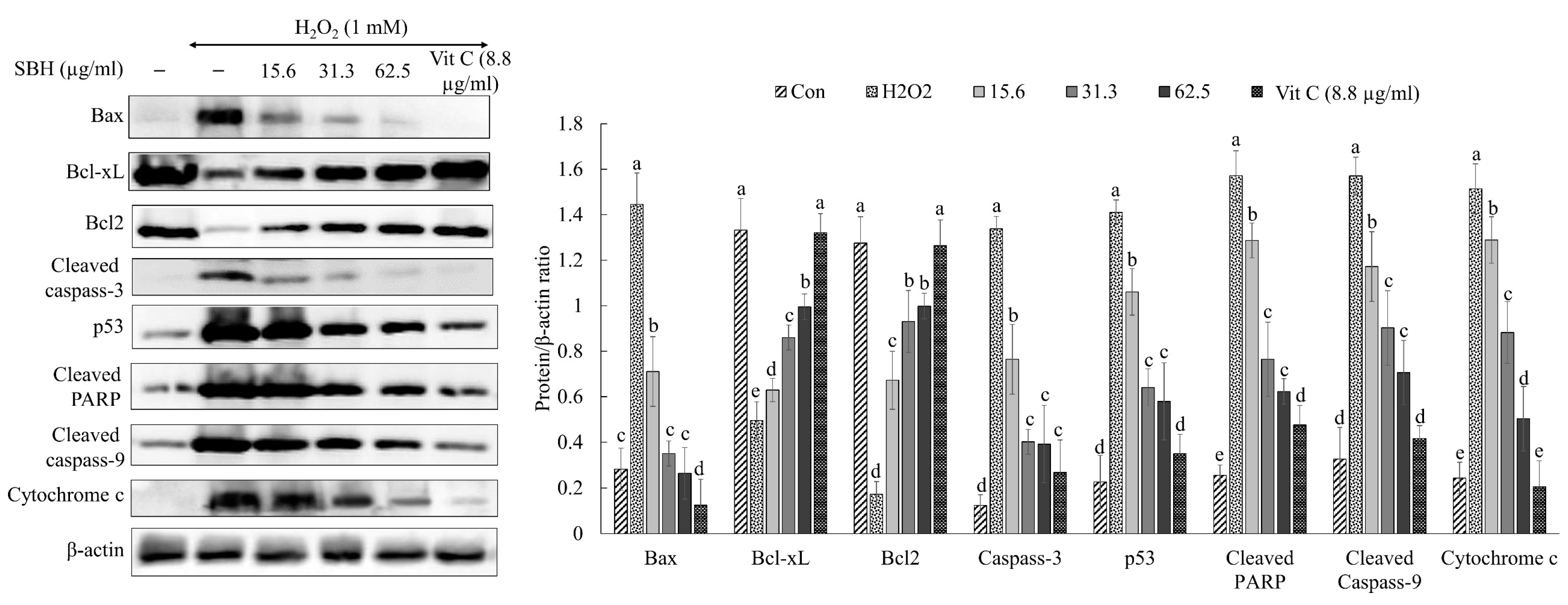 Antioxidants 11 01013 g005