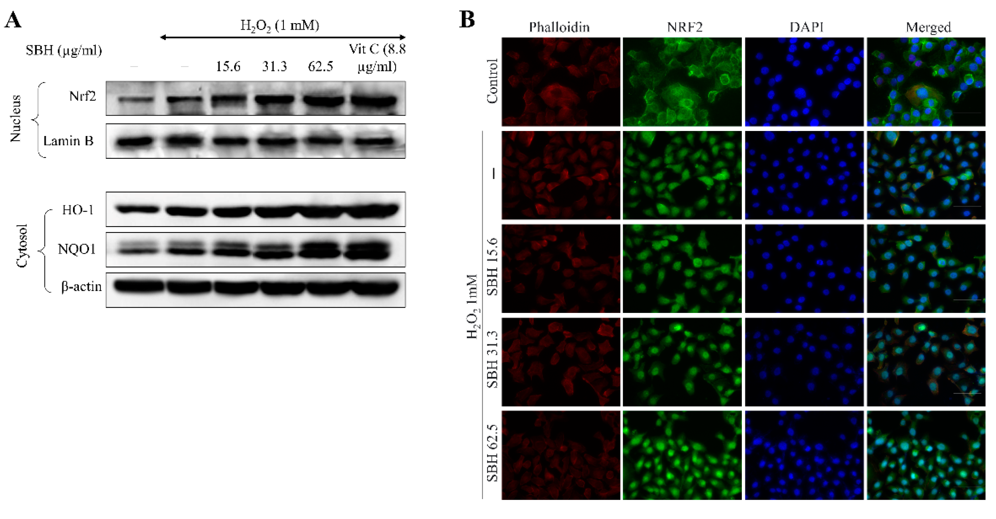 Antioxidants 11 01013 g006