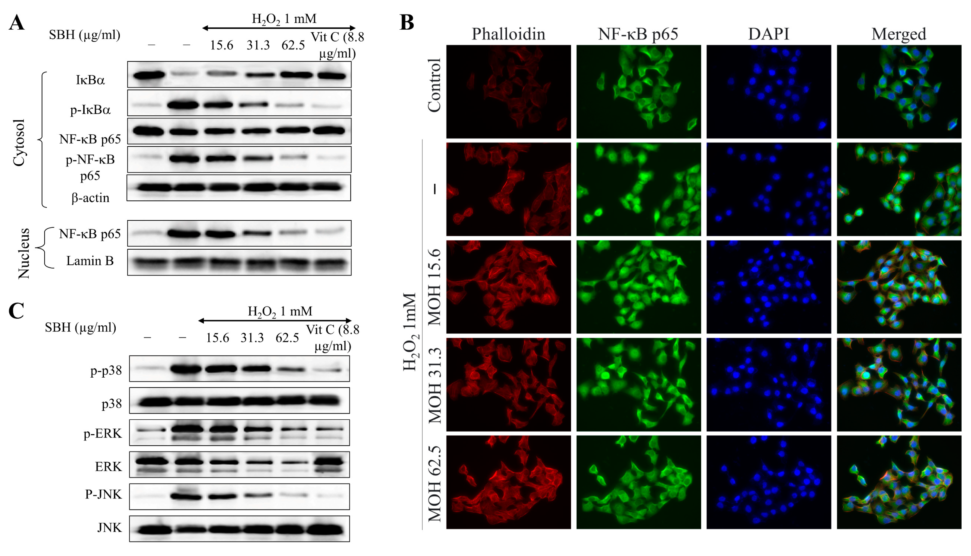 Antioxidants 11 01013 g007