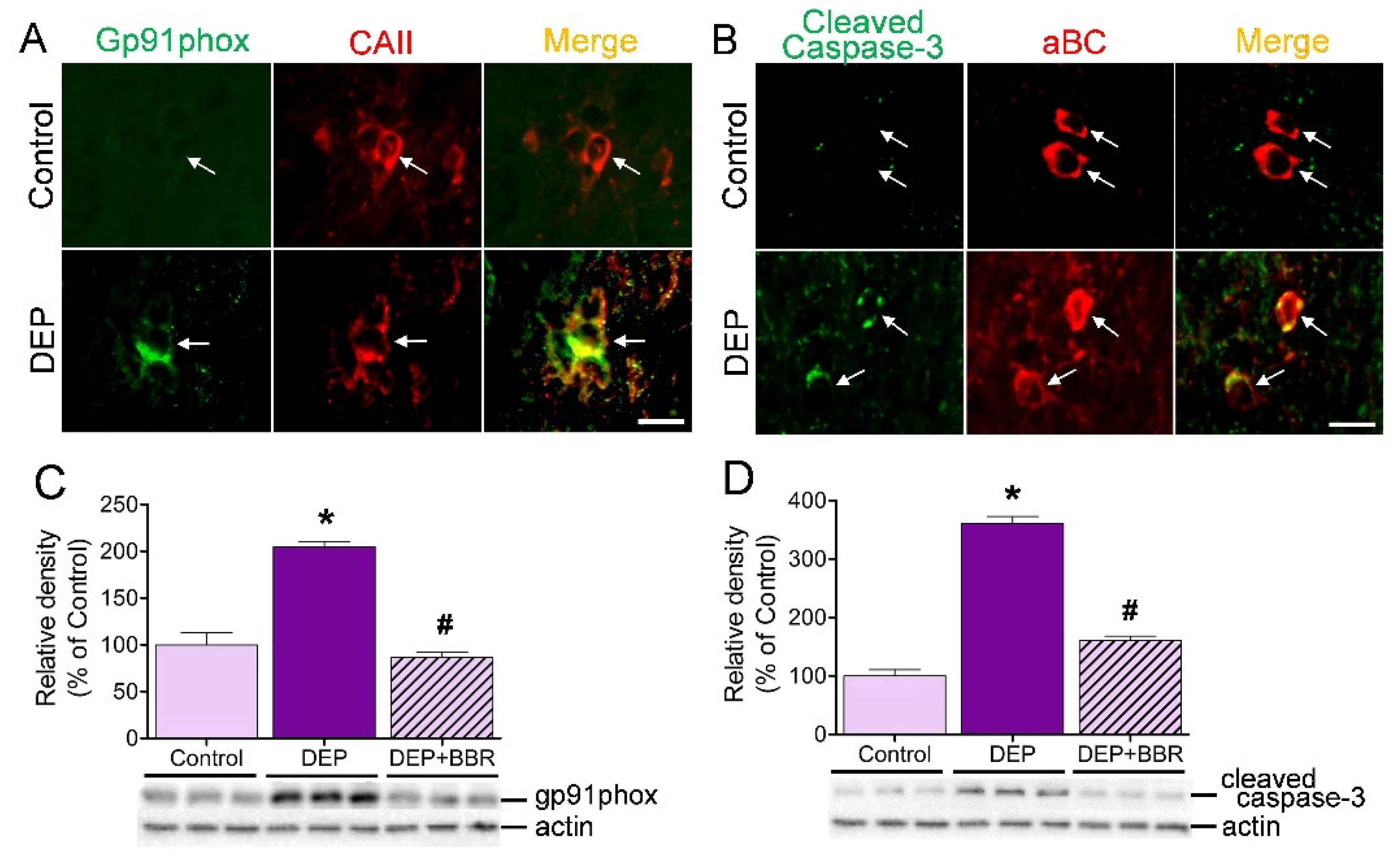 Antioxidants 11 01031 g007