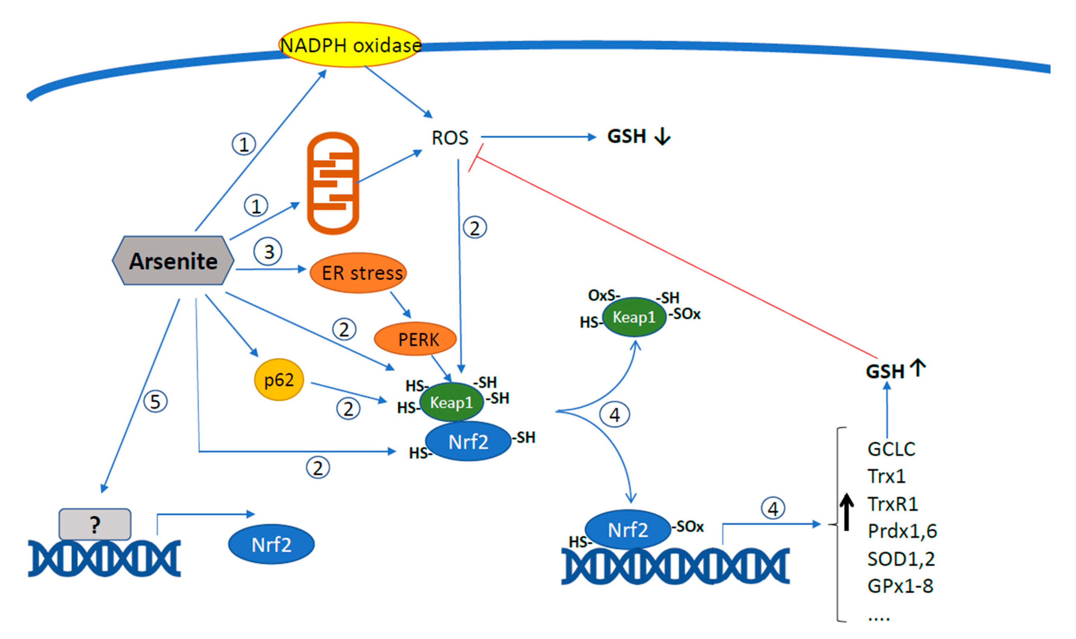 Antioxidants 11 01034 g002