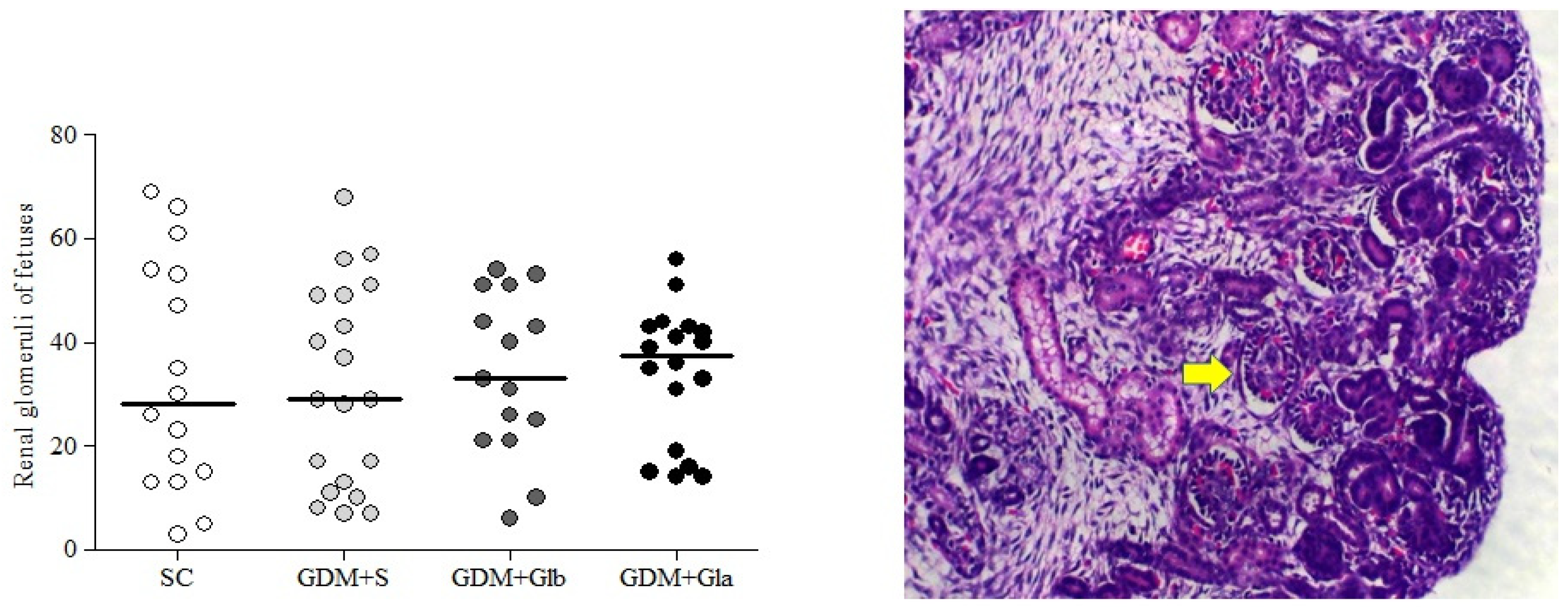 Antioxidants 11 01035 g005