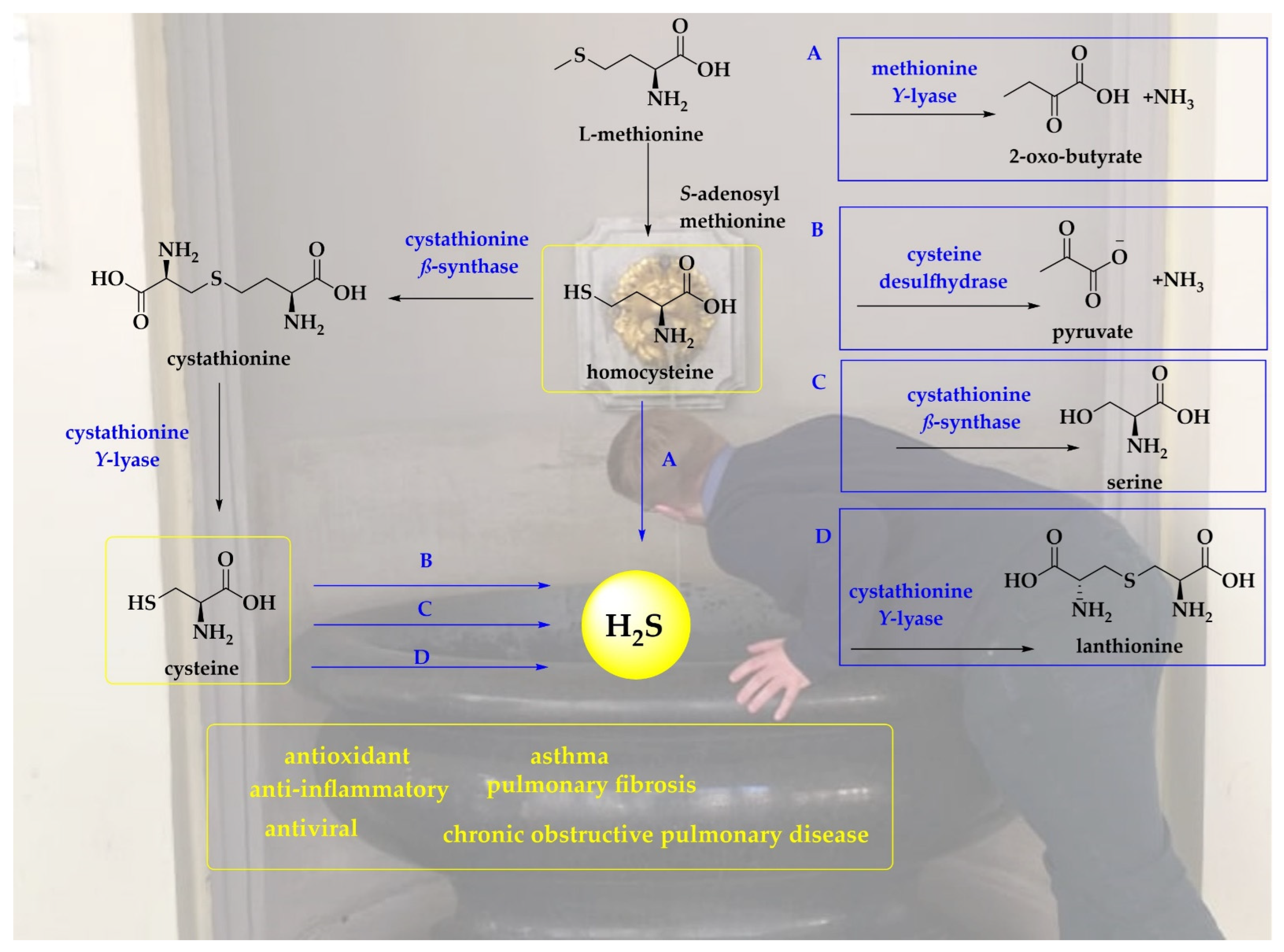 Antioxidants 11 01036 g001 Antioxidants 11 01036 g001