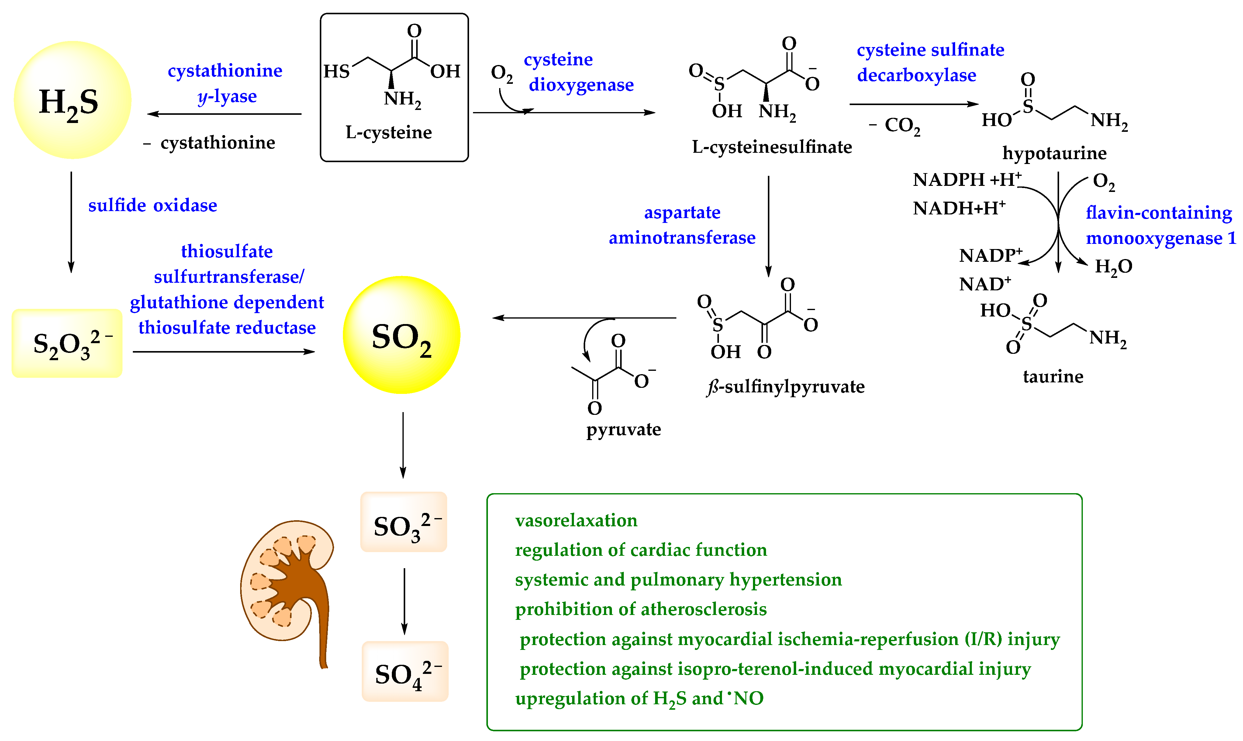 Antioxidants 11 01036 g002 Antioxidants 11 01036 g002