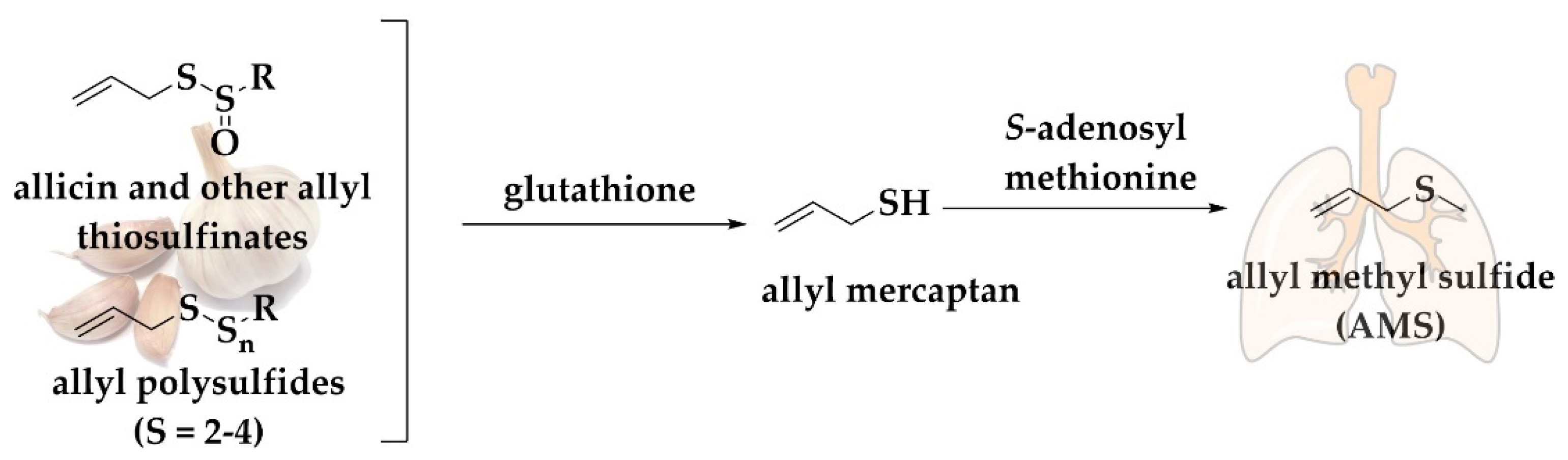 Antioxidants 11 01036 g004 Antioxidants 11 01036 g004