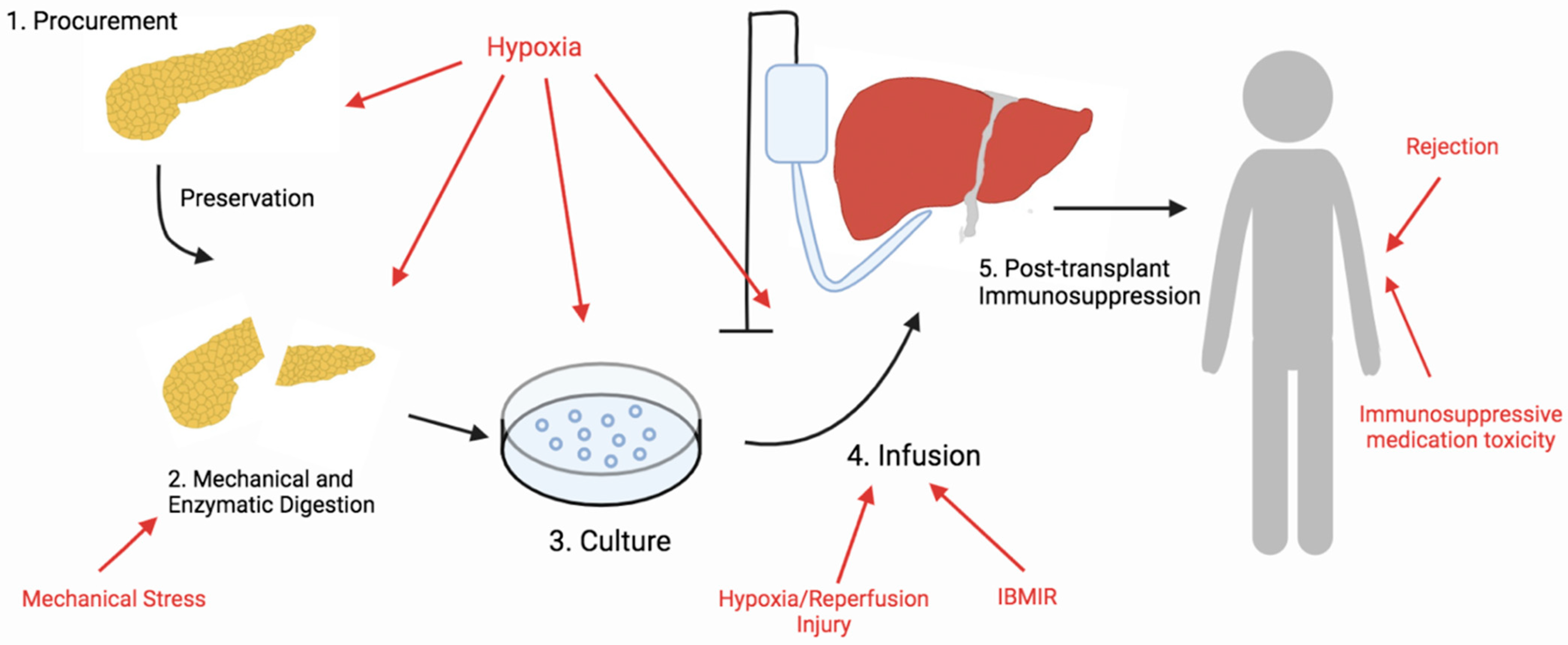 Antioxidants 11 01038 g001
