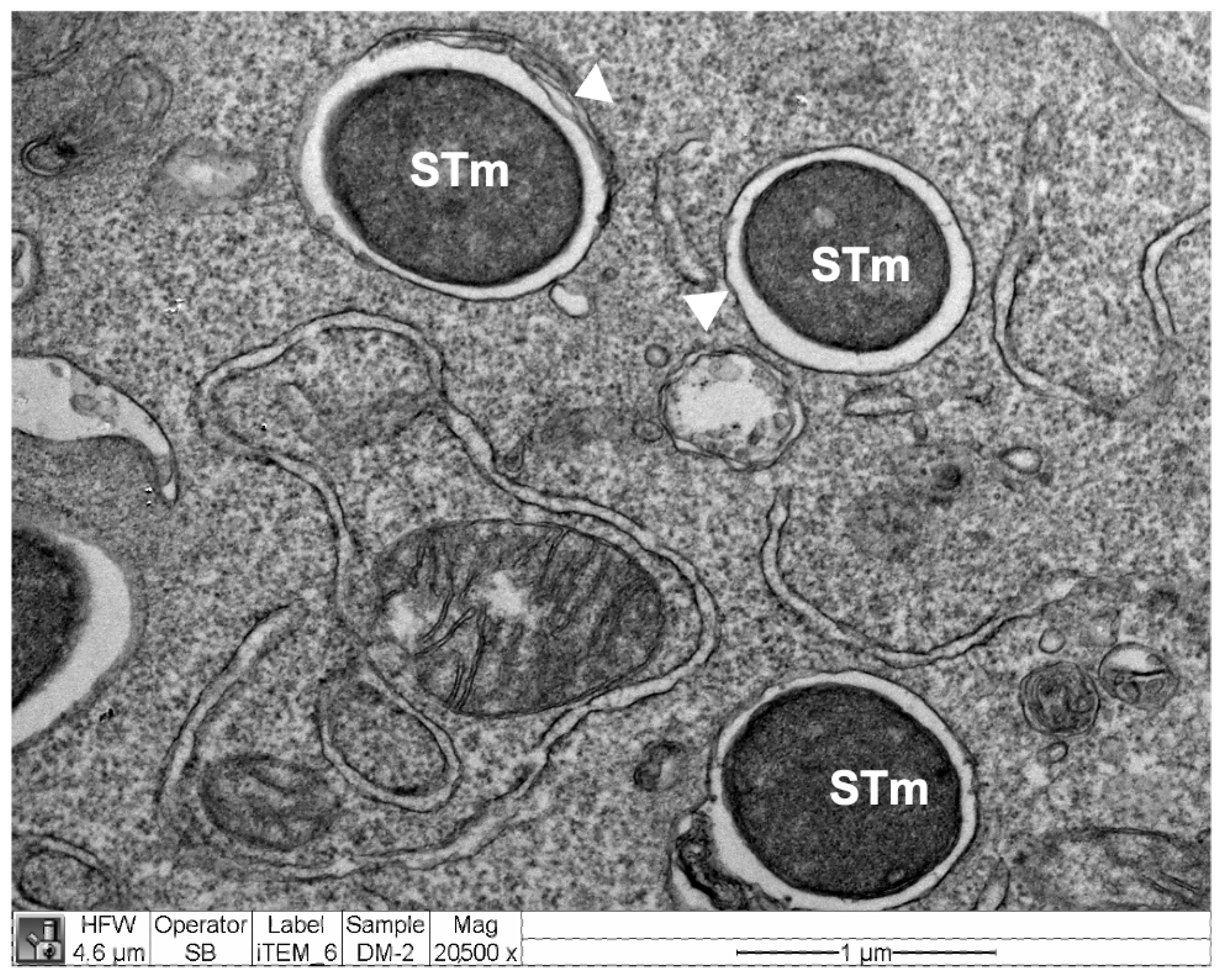 Antioxidants 11 01040 g005