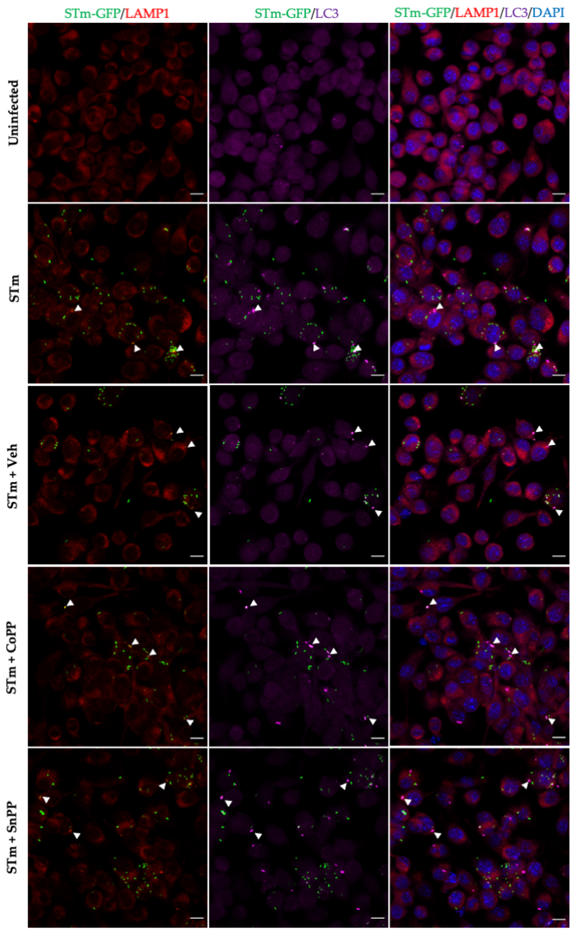 Antioxidants 11 01040 g006