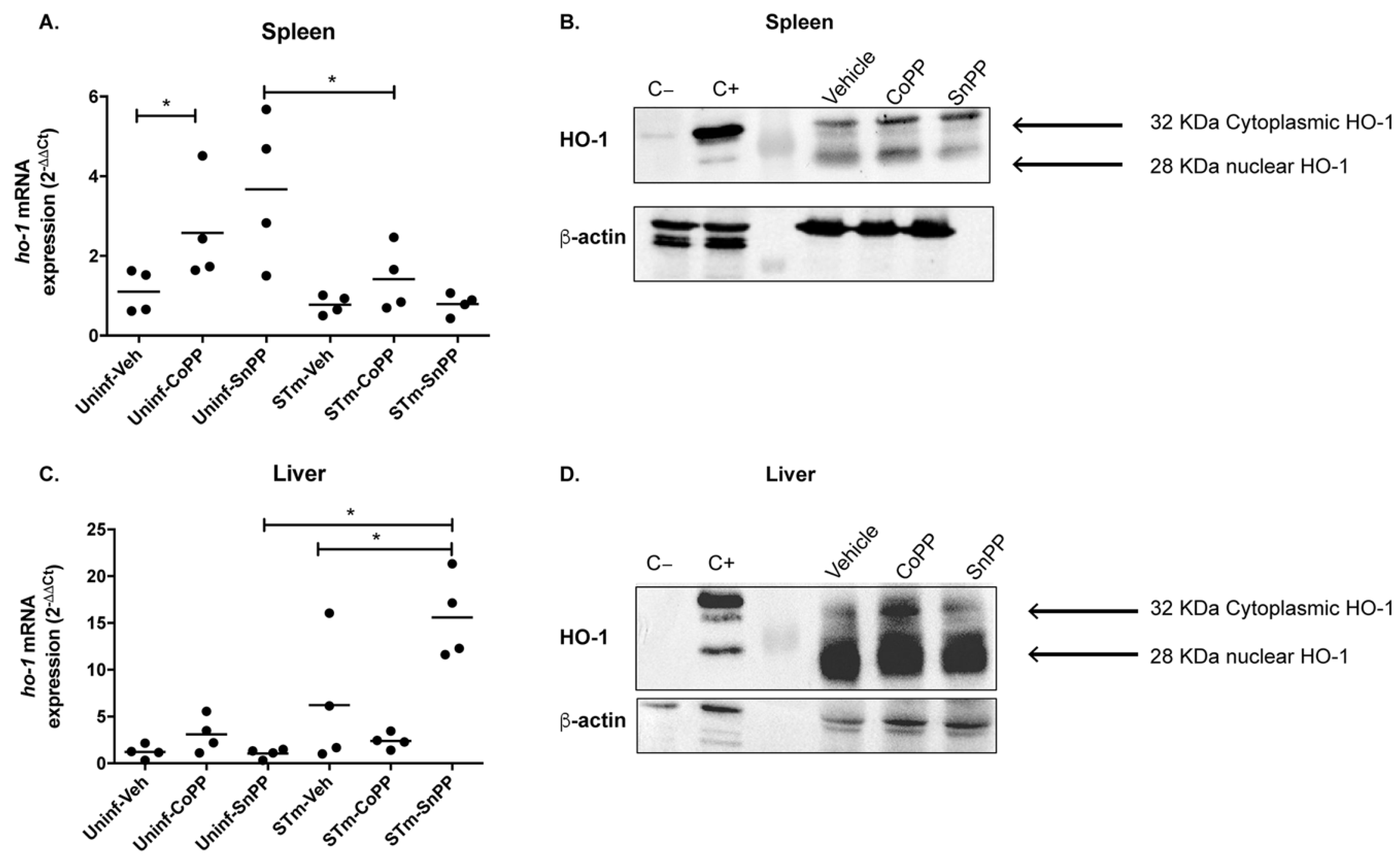 Antioxidants 11 01040 g0a2