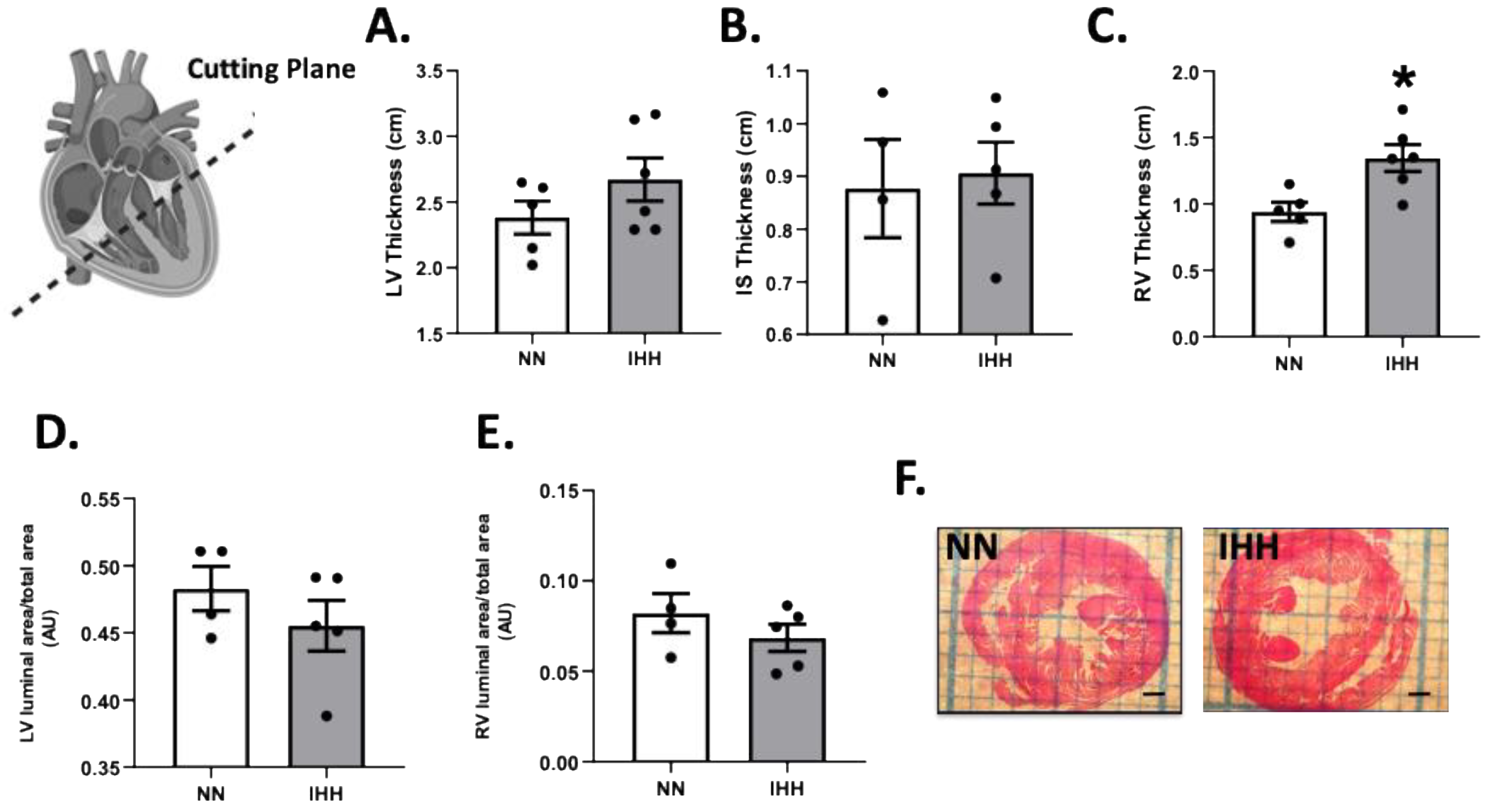 Antioxidants 11 01043 g003