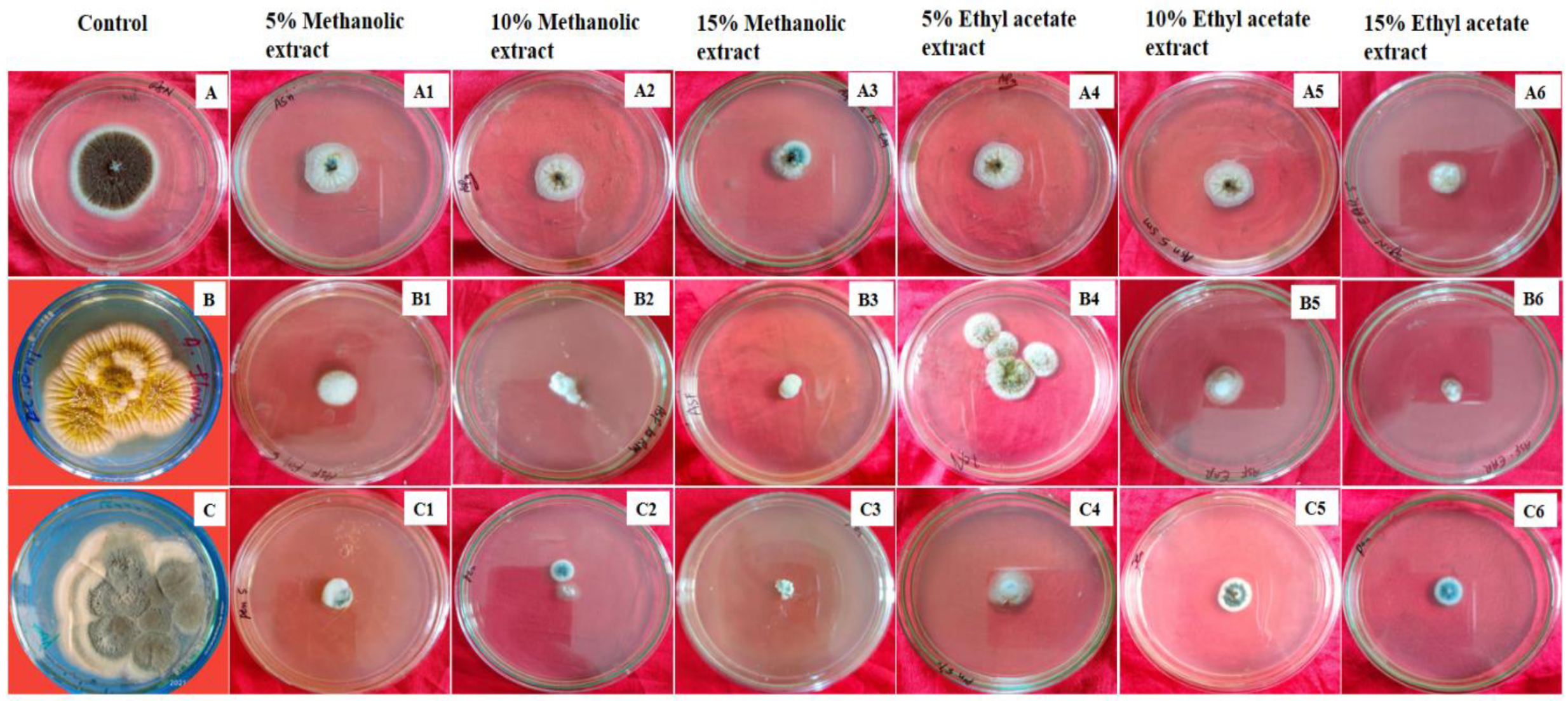 Antioxidants 11 01052 g005