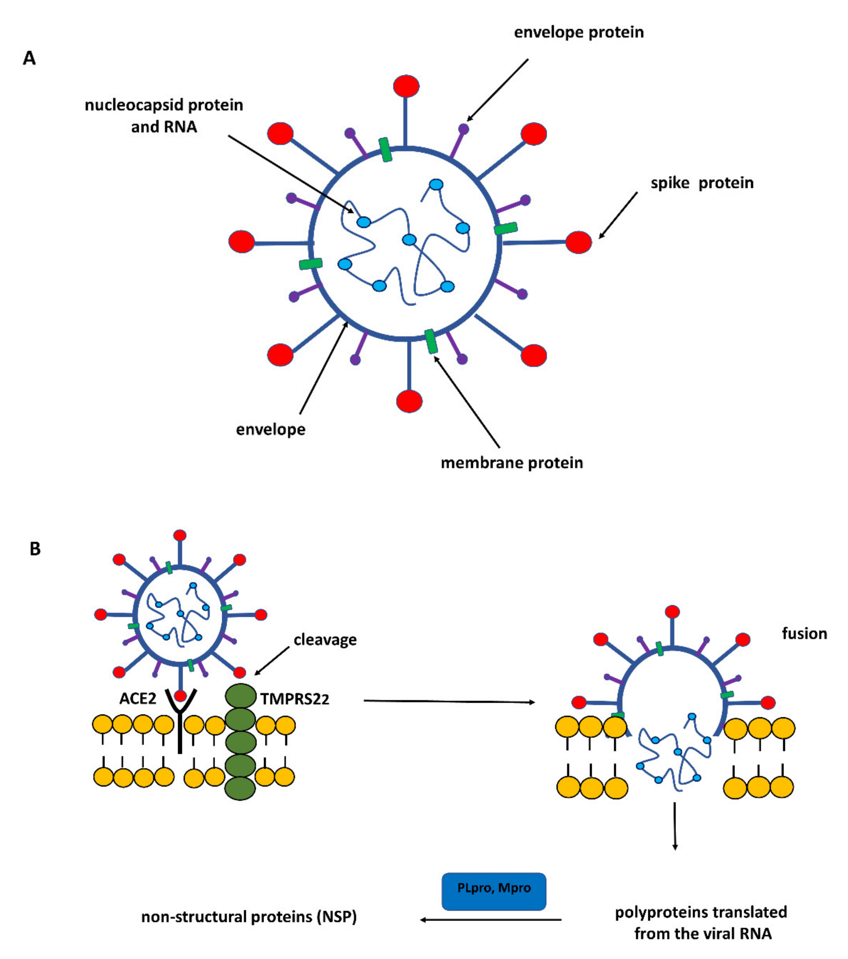 Antioxidants 11 01053 g001