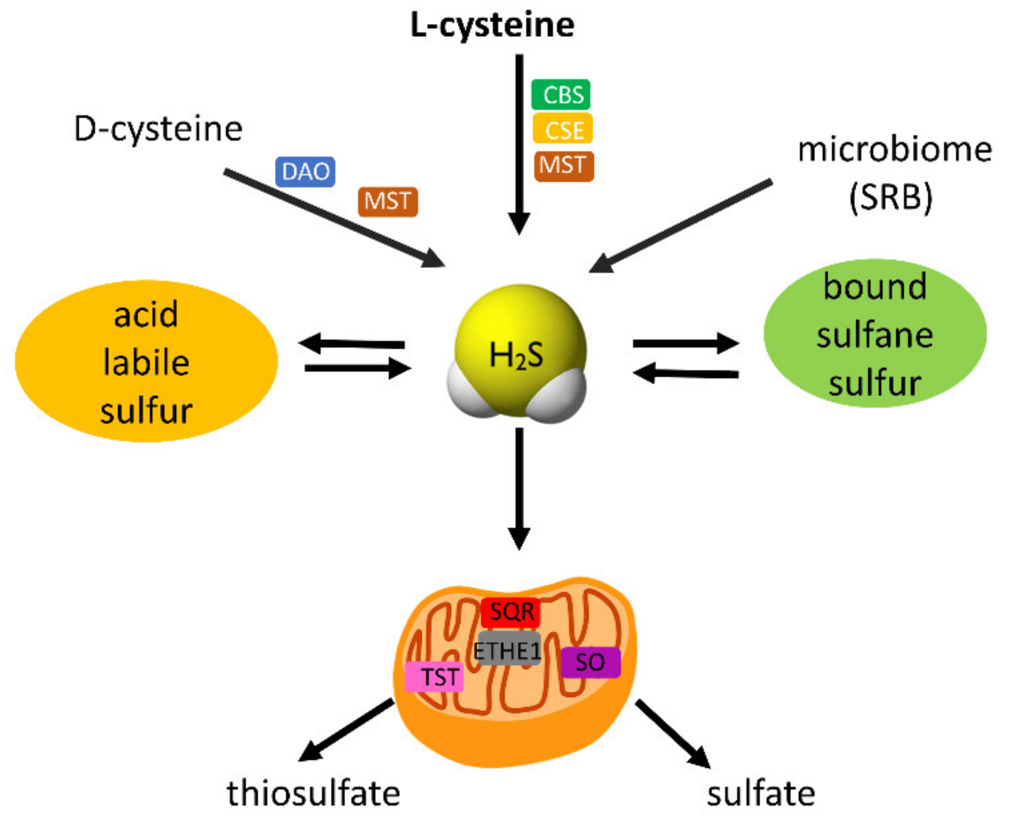 Antioxidants 11 01053 g004