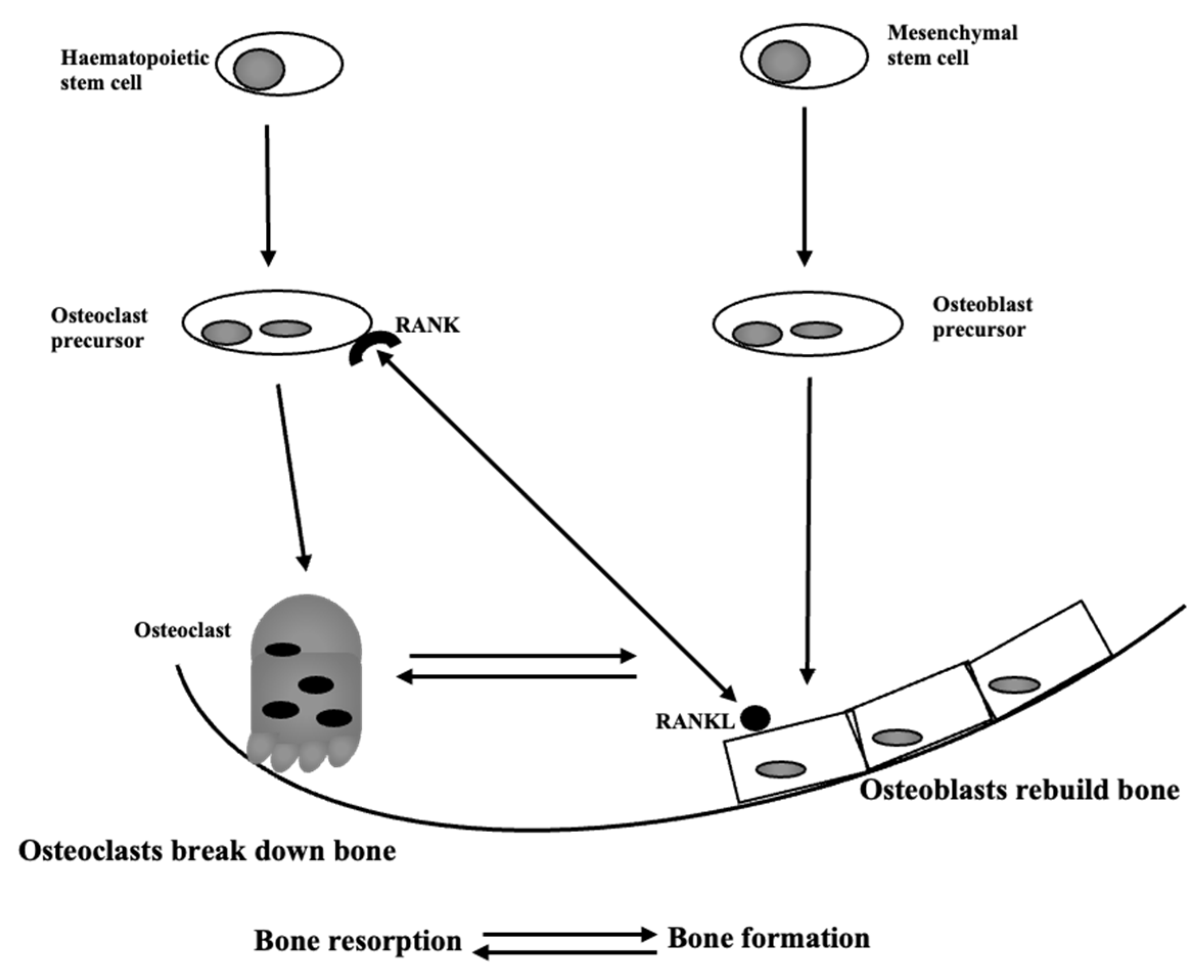 Antioxidants 11 01061 g001