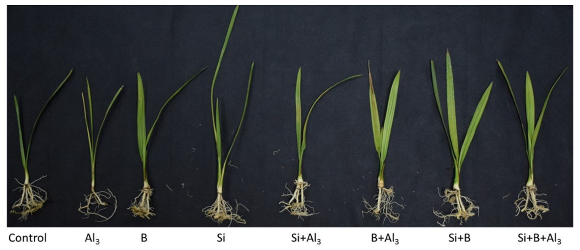 Antioxidants 11 01063 g001