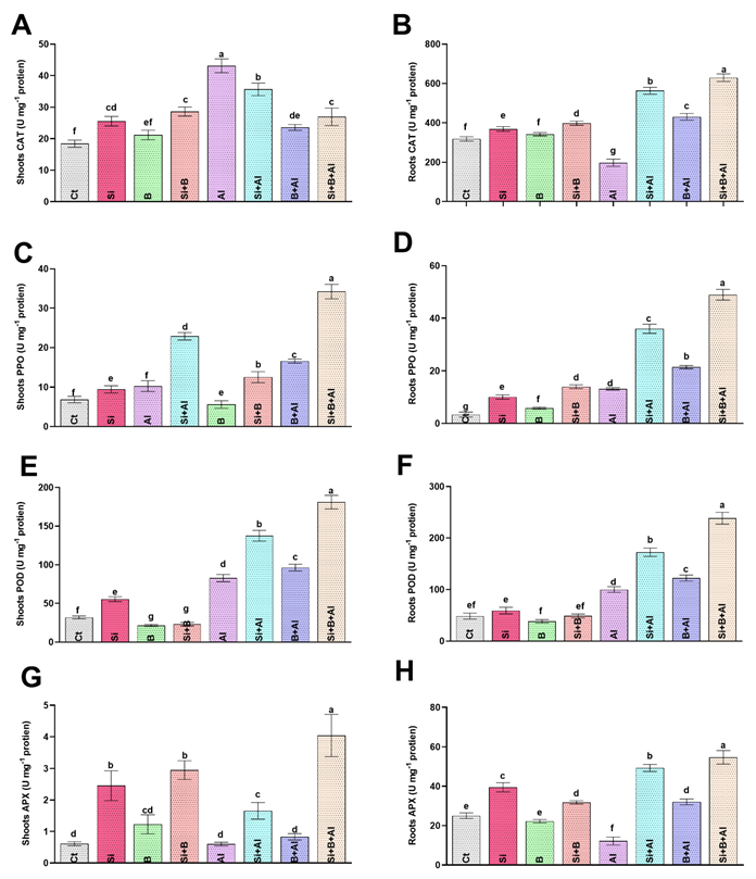 Antioxidants 11 01063 g003