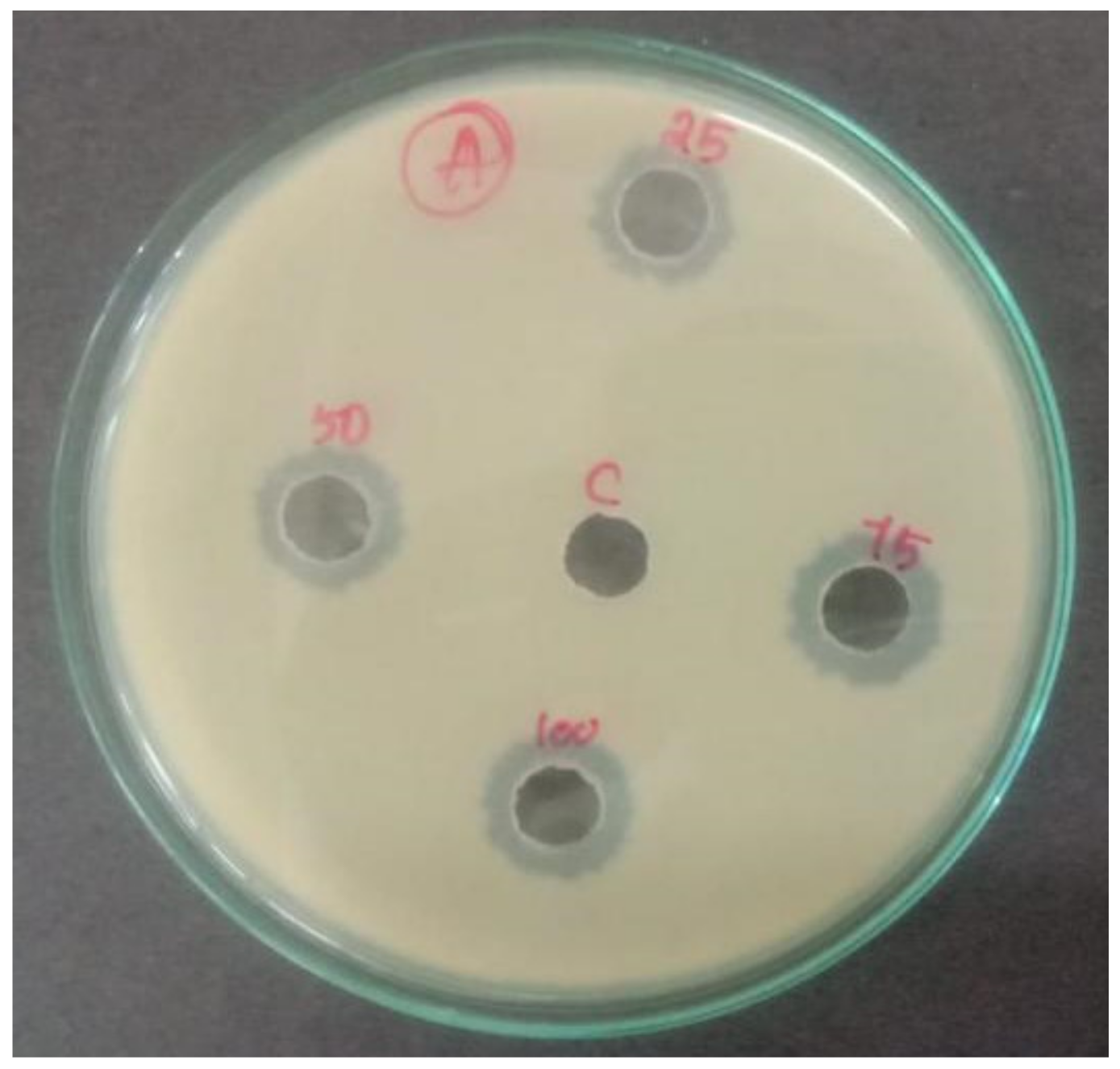 Antioxidants 11 01064 g016 Antioxidants 11 01064 g016