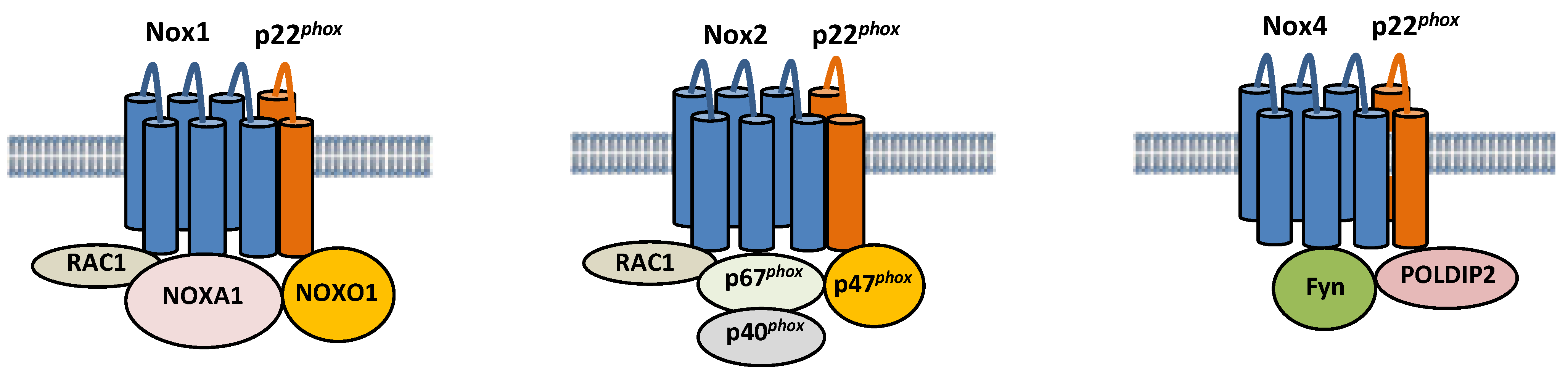 Antioxidants 11 01069 g001