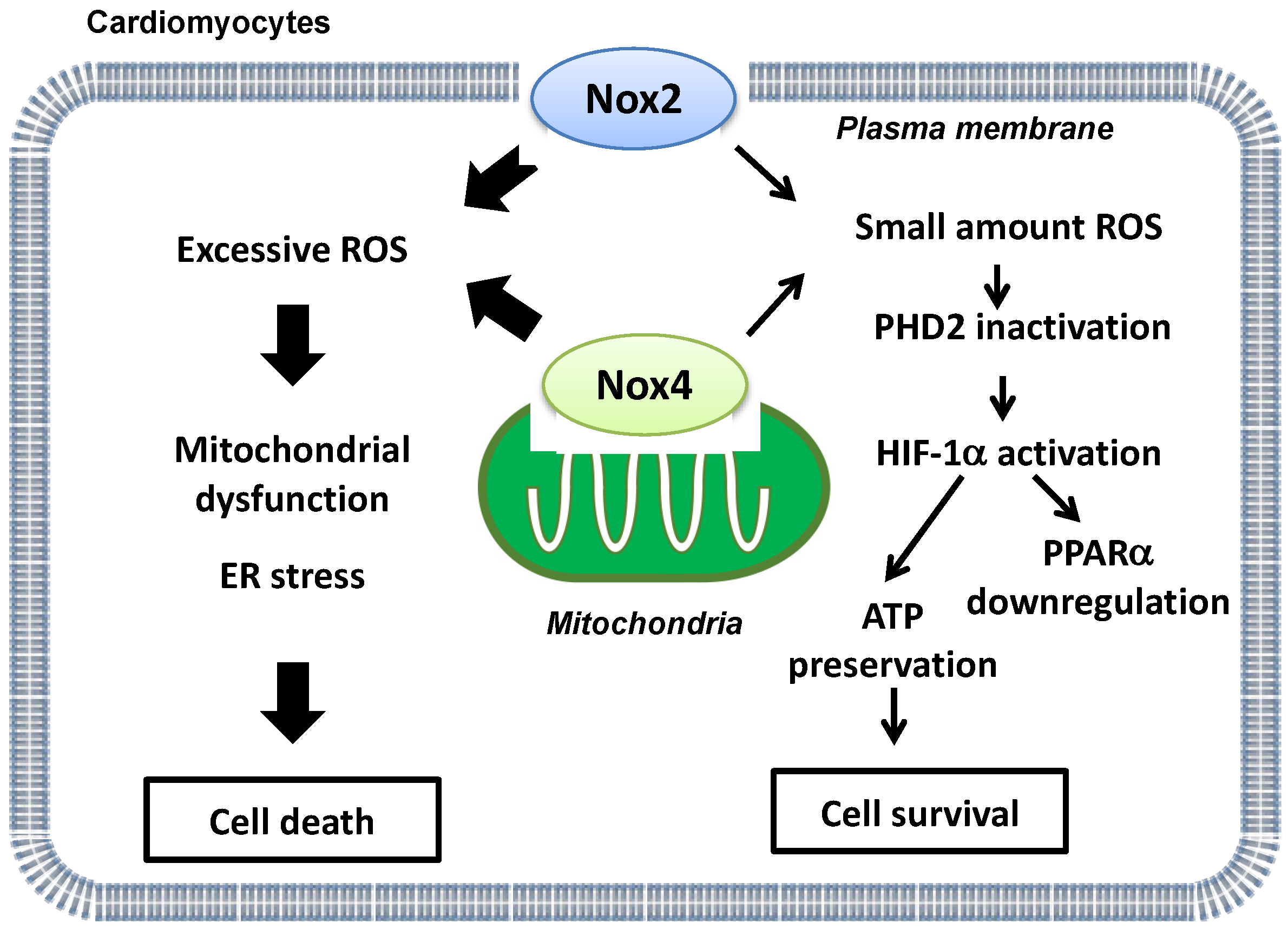 Antioxidants 11 01069 g002