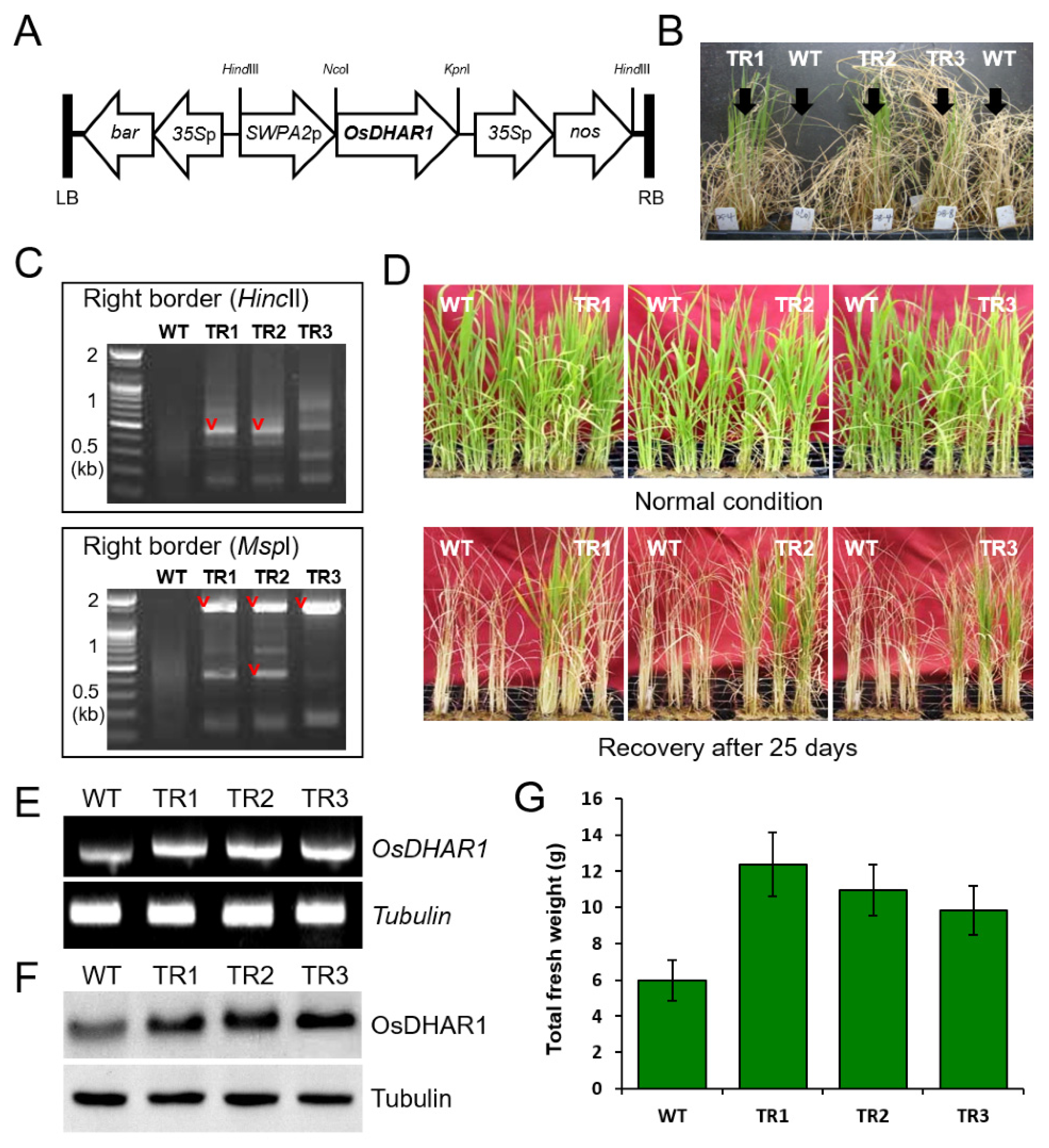 Antioxidants 11 01077 g001