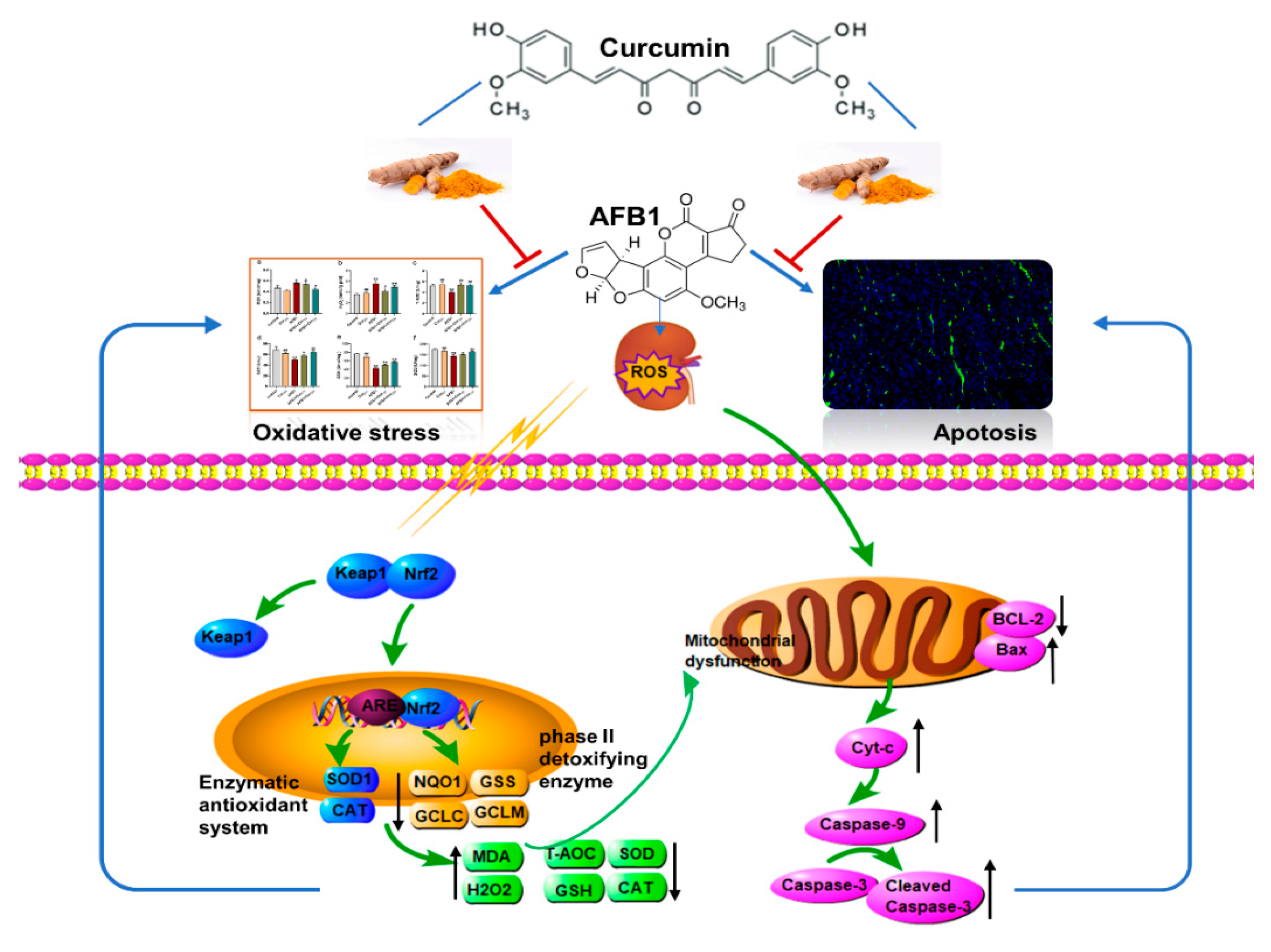 Antioxidants 11 01082 g008