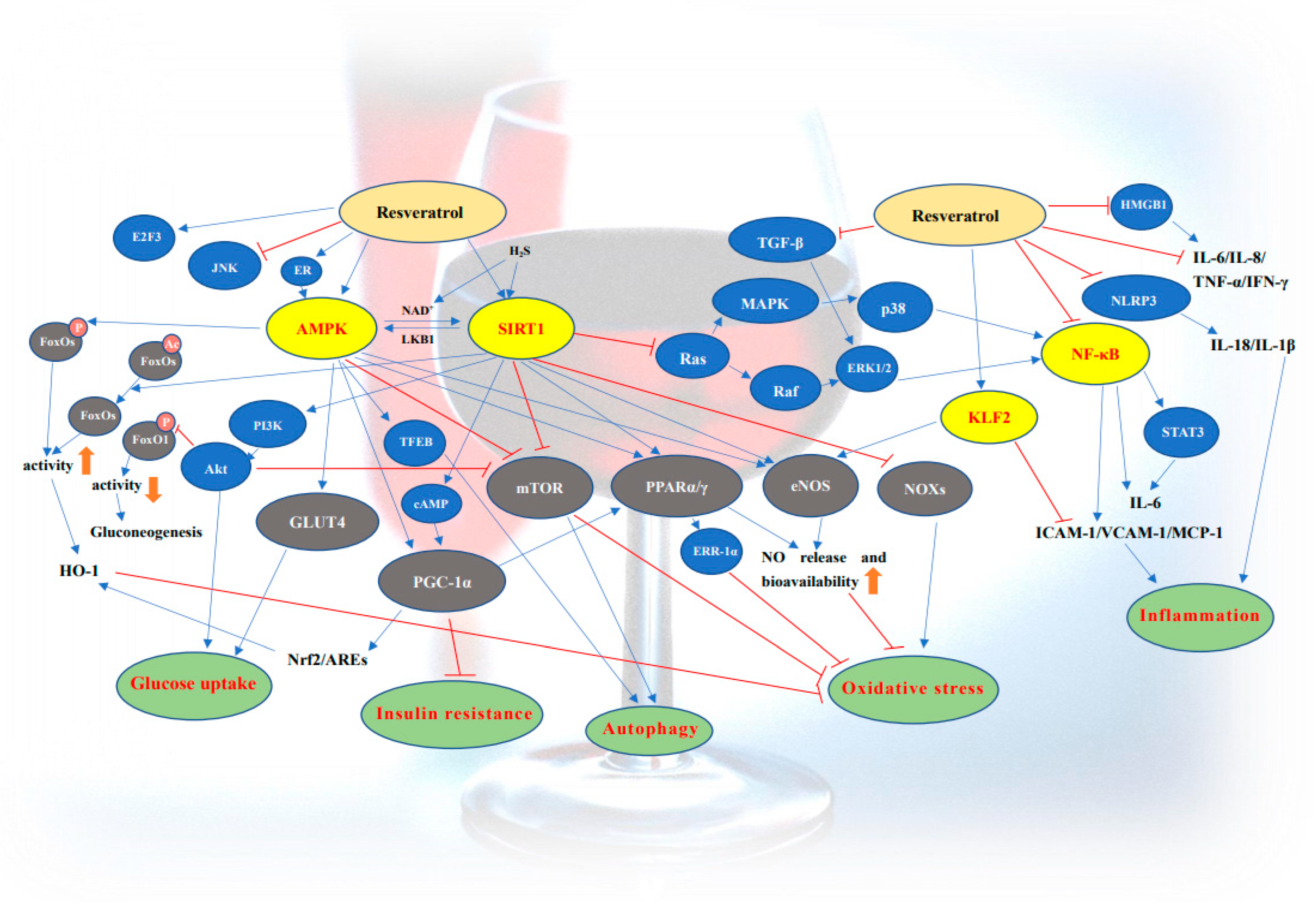 Antioxidants 11 01085 g001