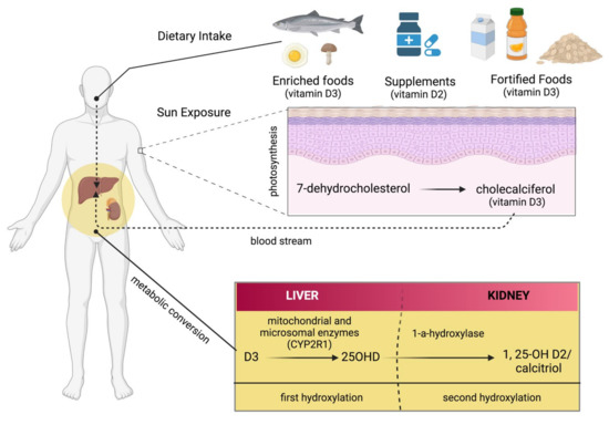 Antioxidants 11 01090 g002