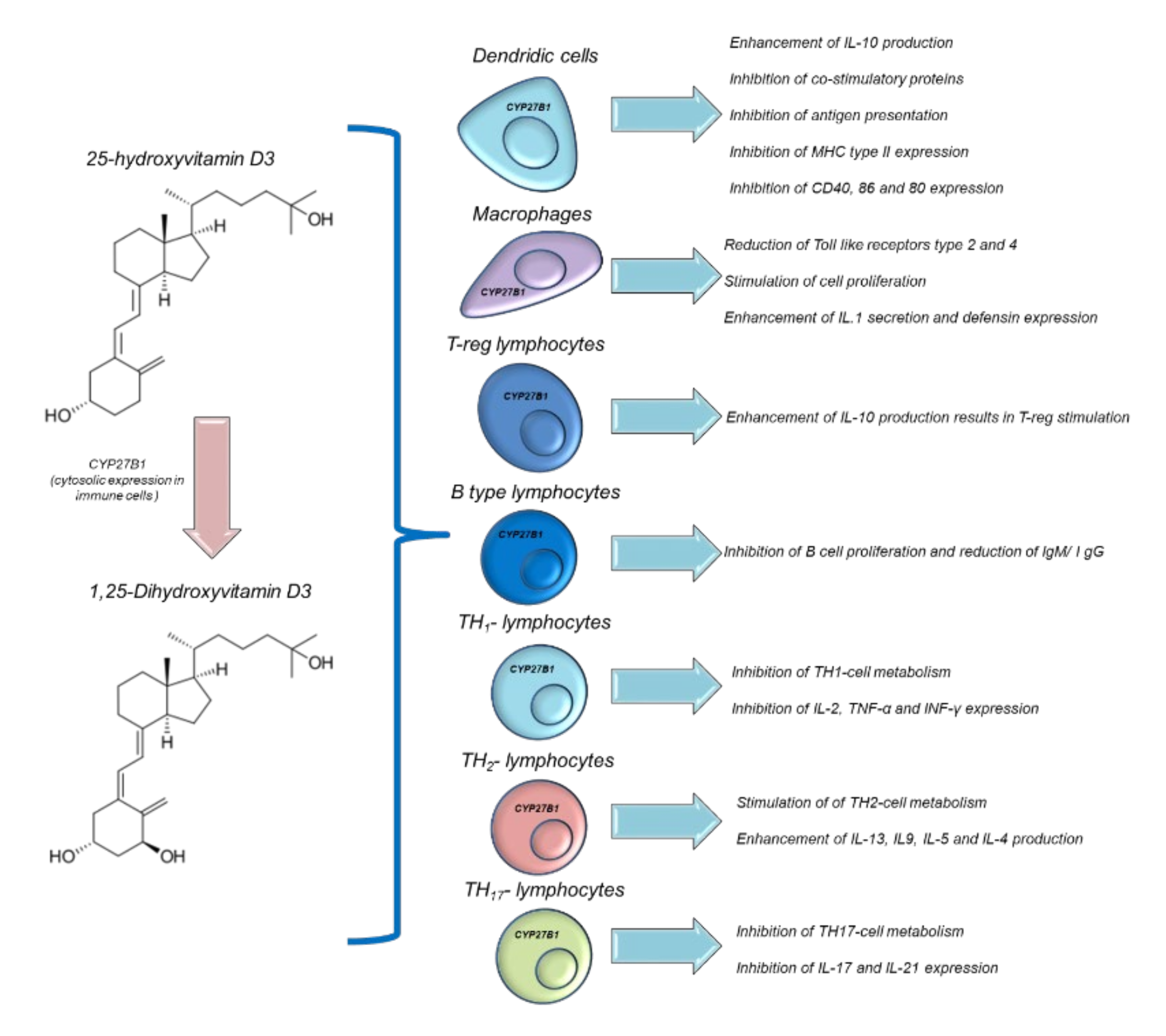 Antioxidants 11 01090 g005