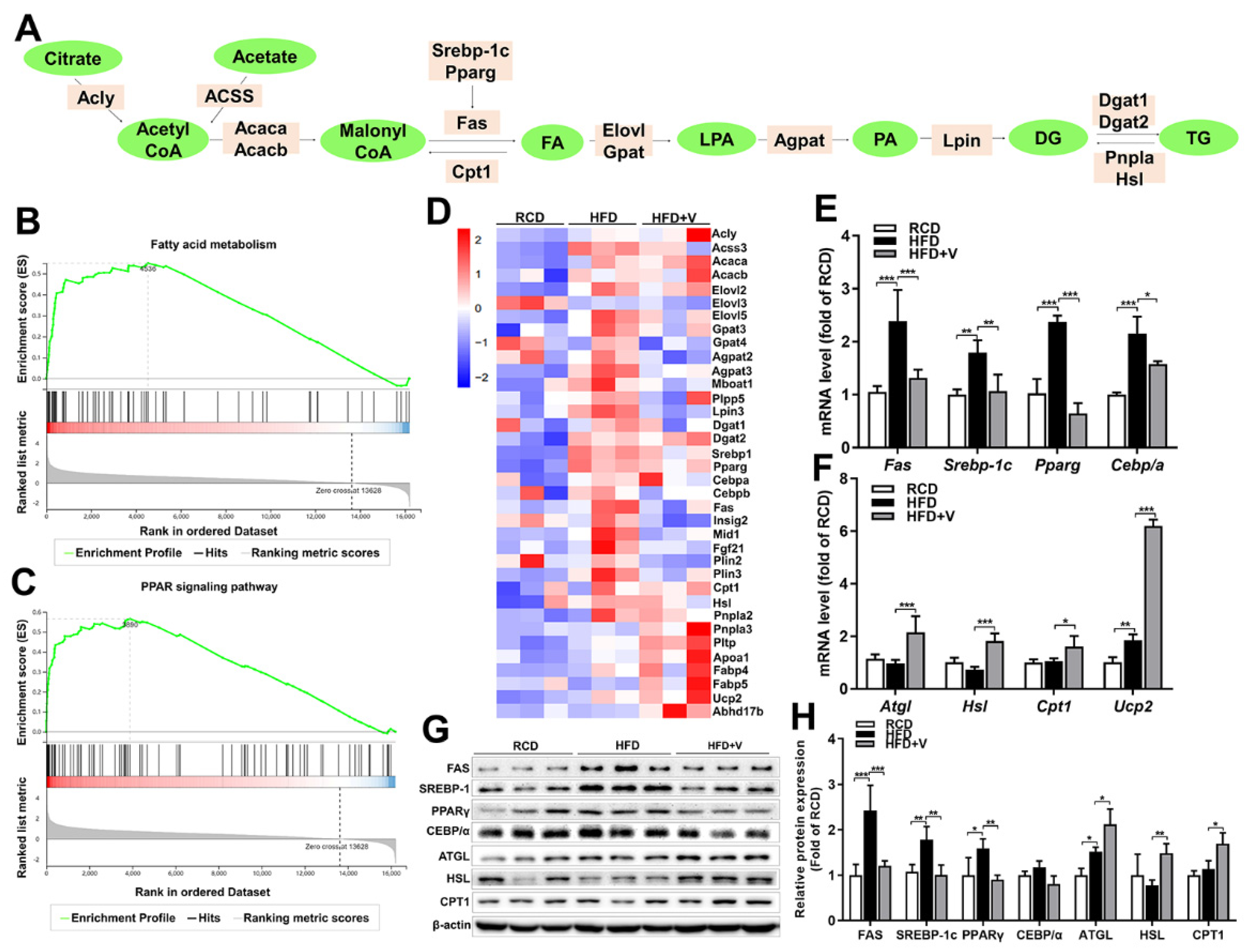 Antioxidants 11 01093 g005